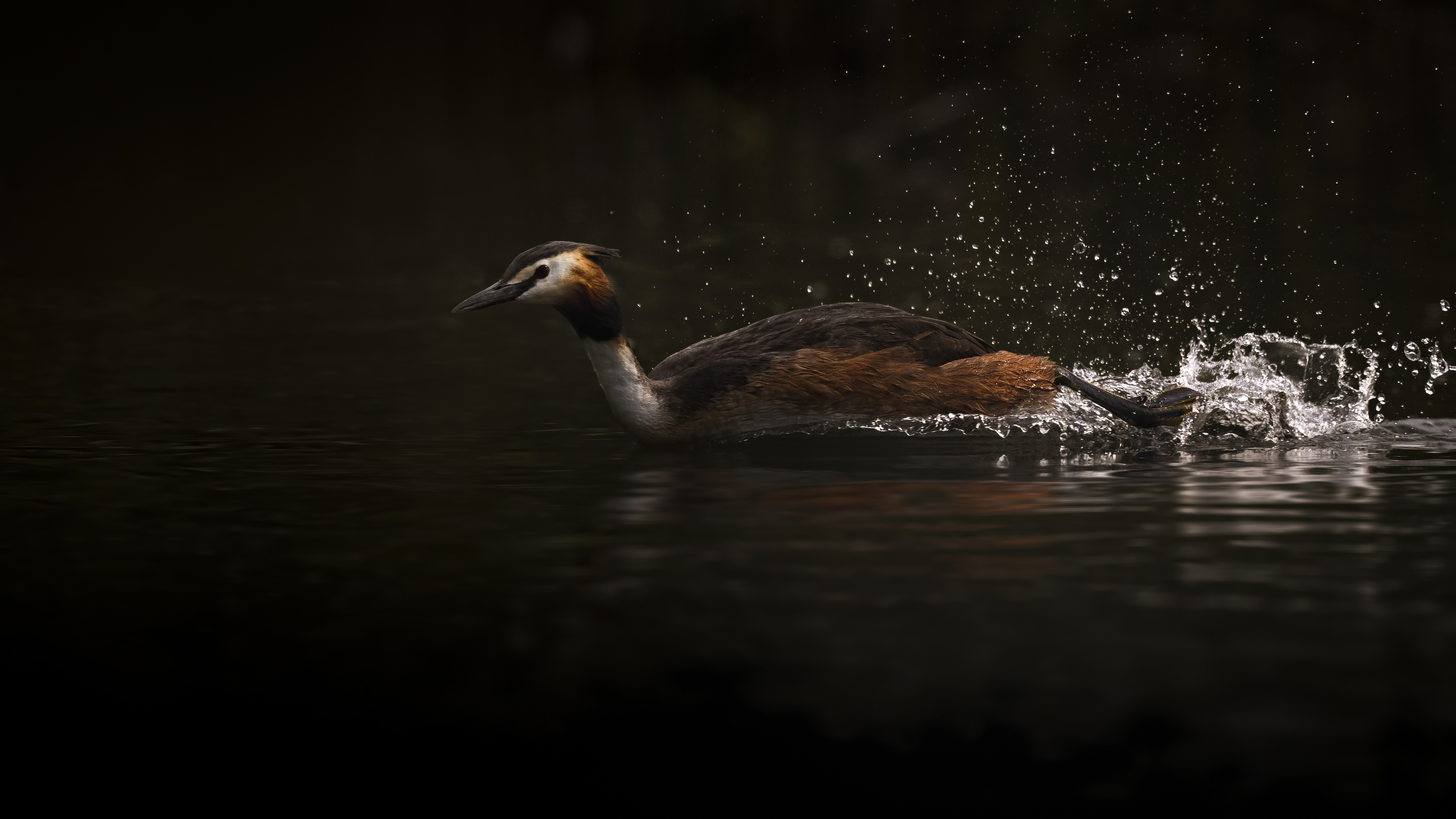 Grebe83