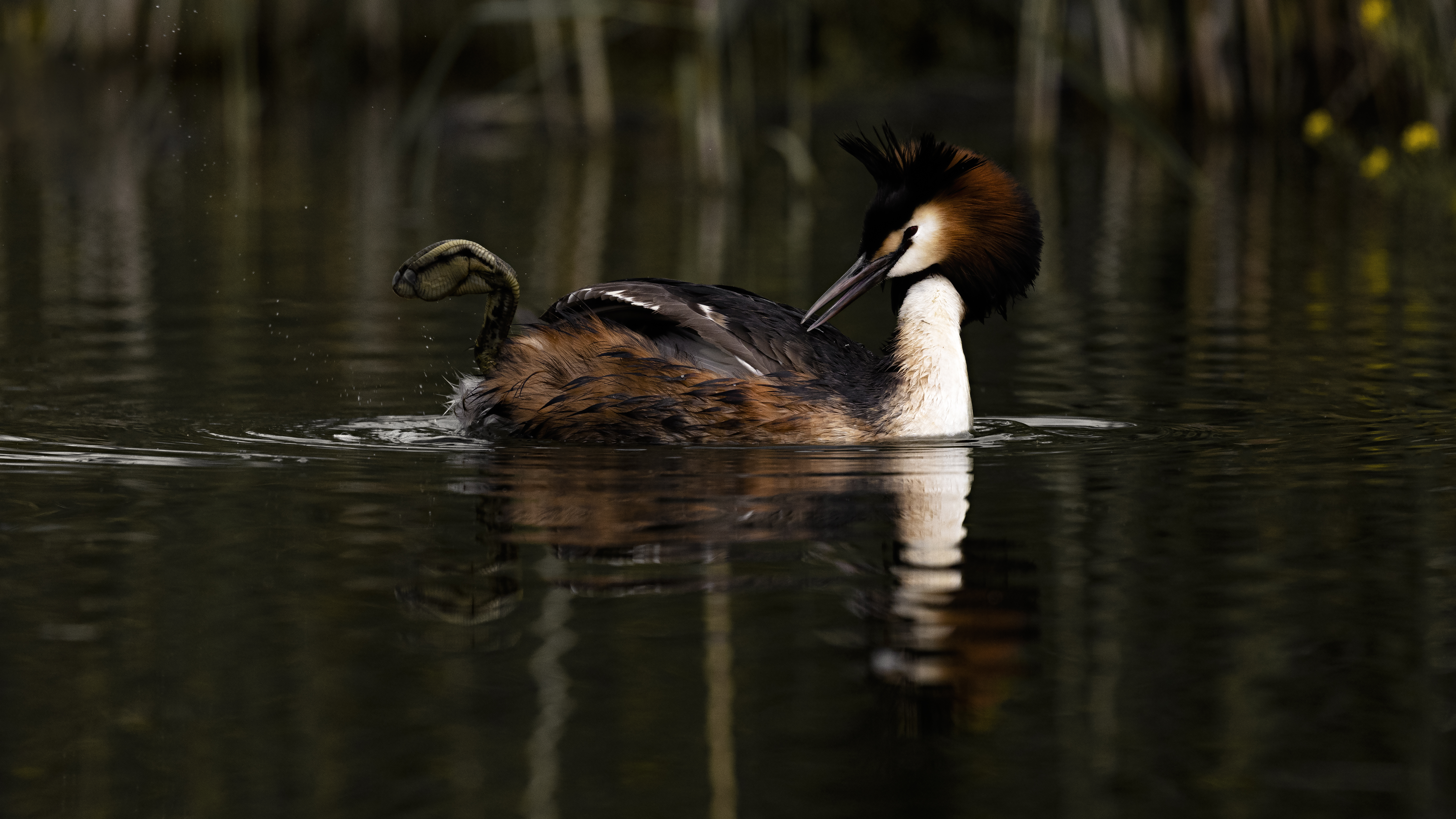 Grebe86