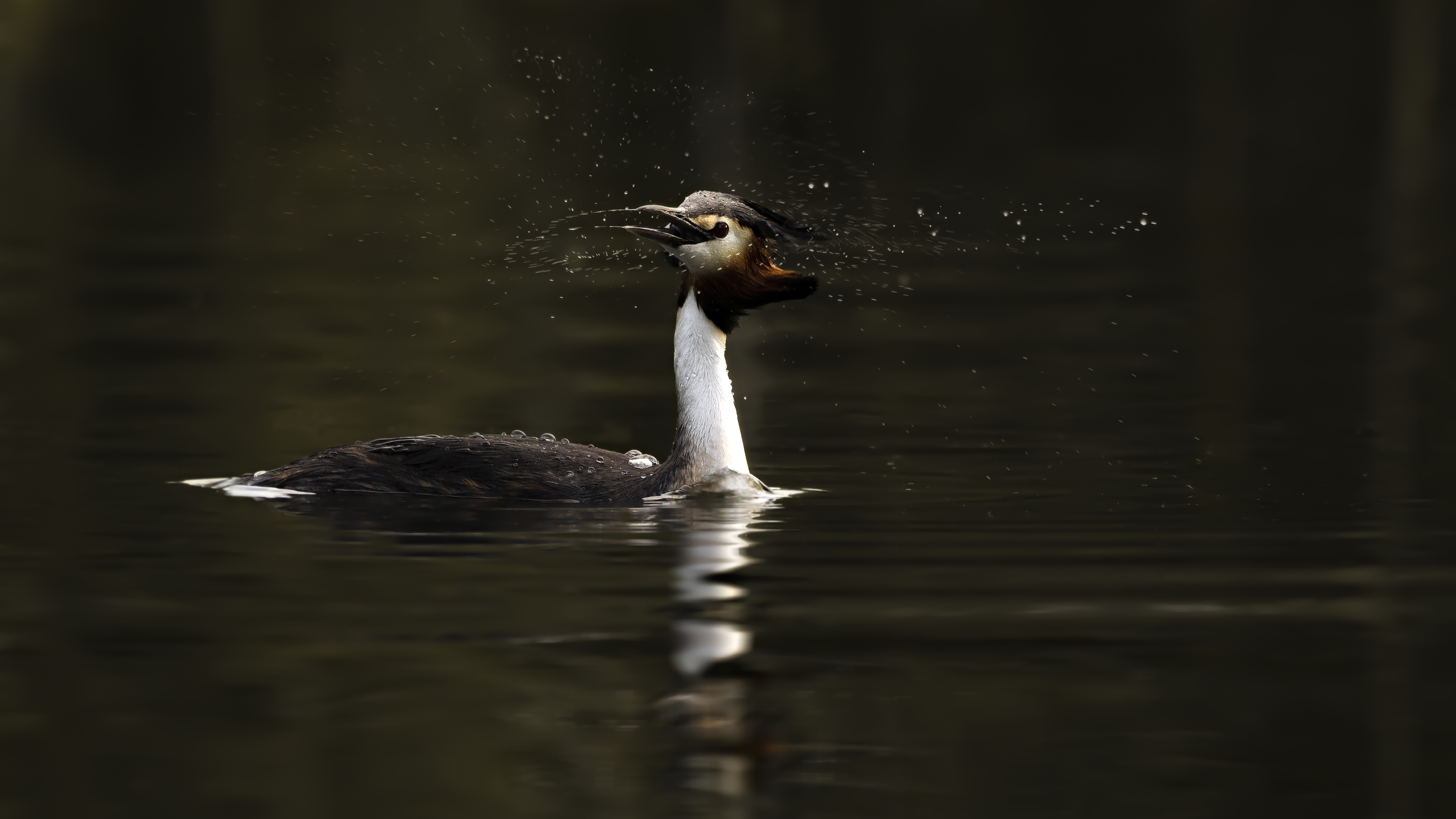 Grebe87