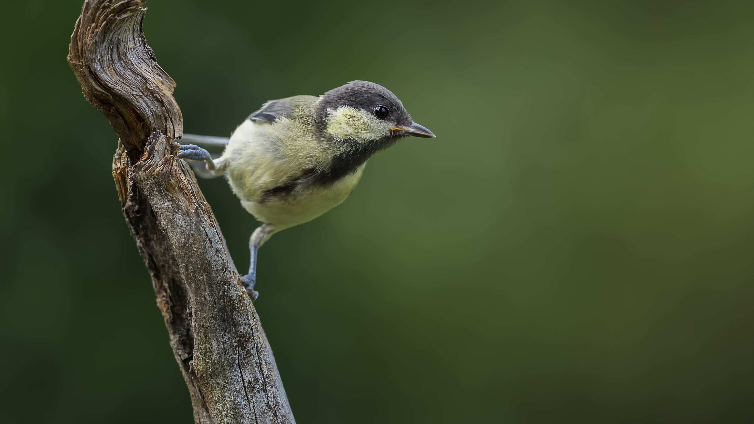 Greattit14