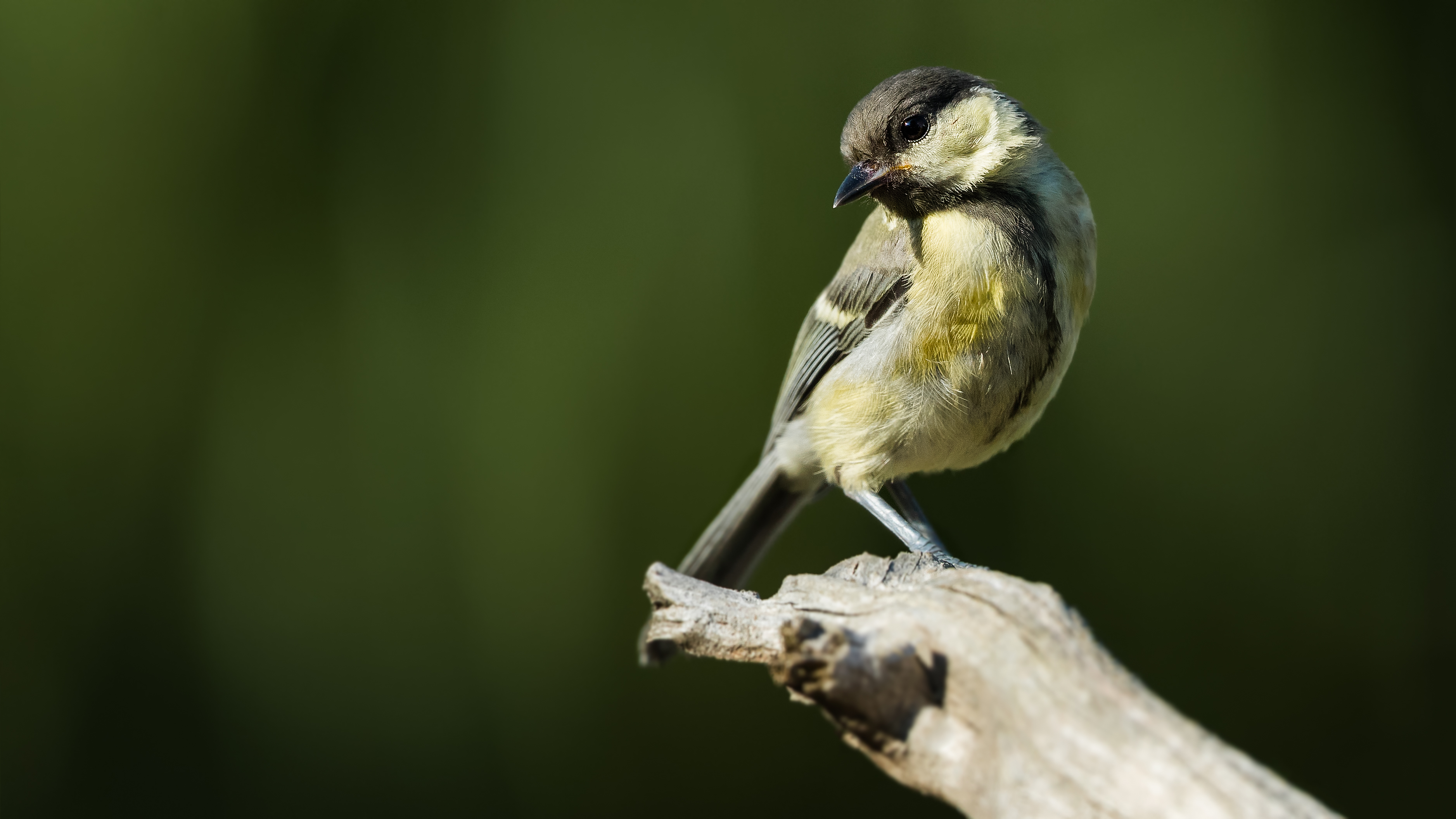 Greattit17