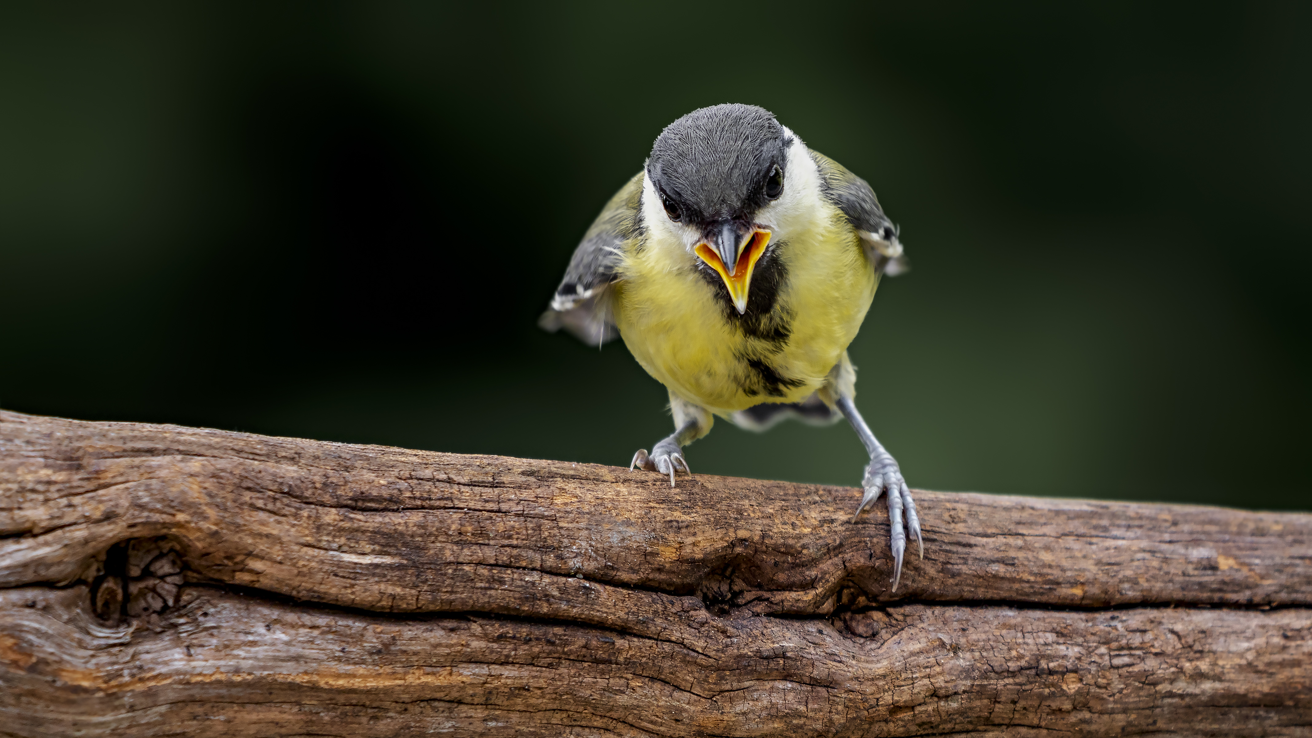 Greattit23