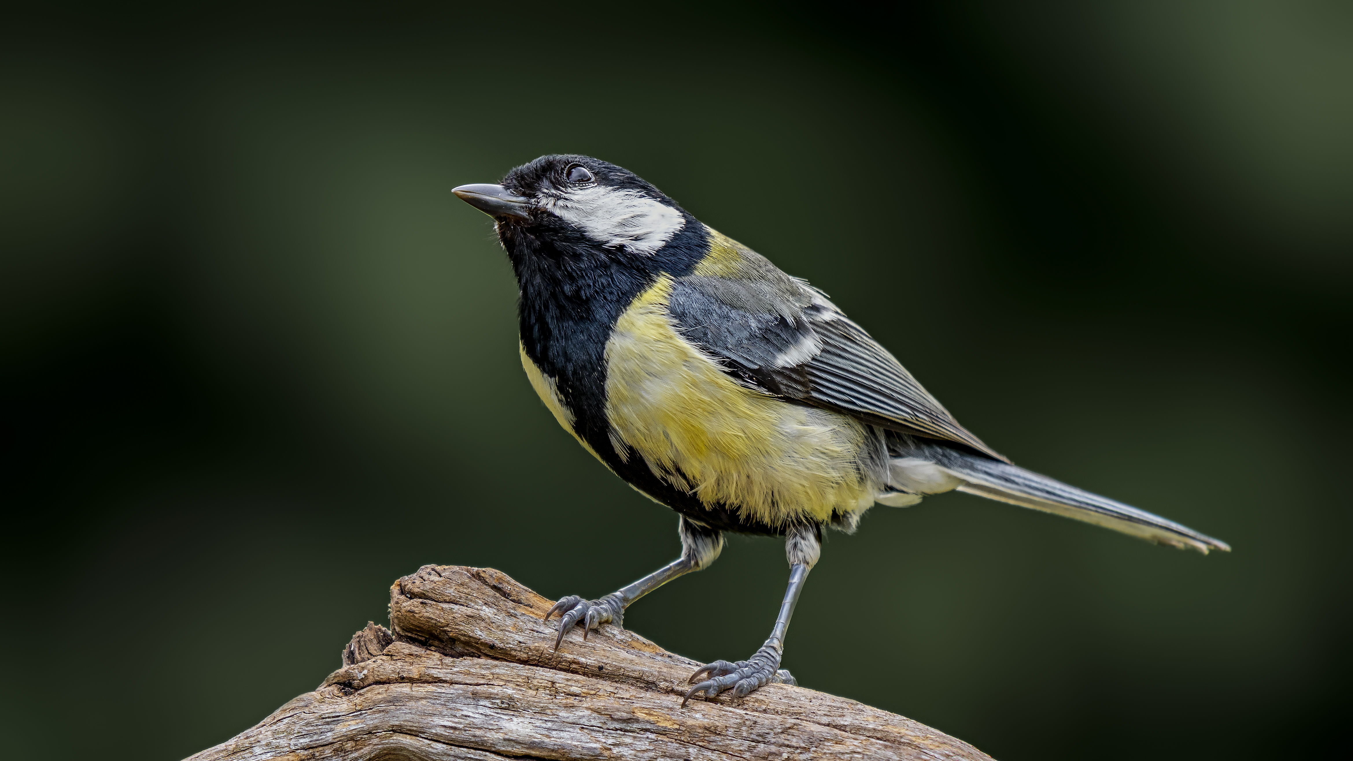 Greattit26