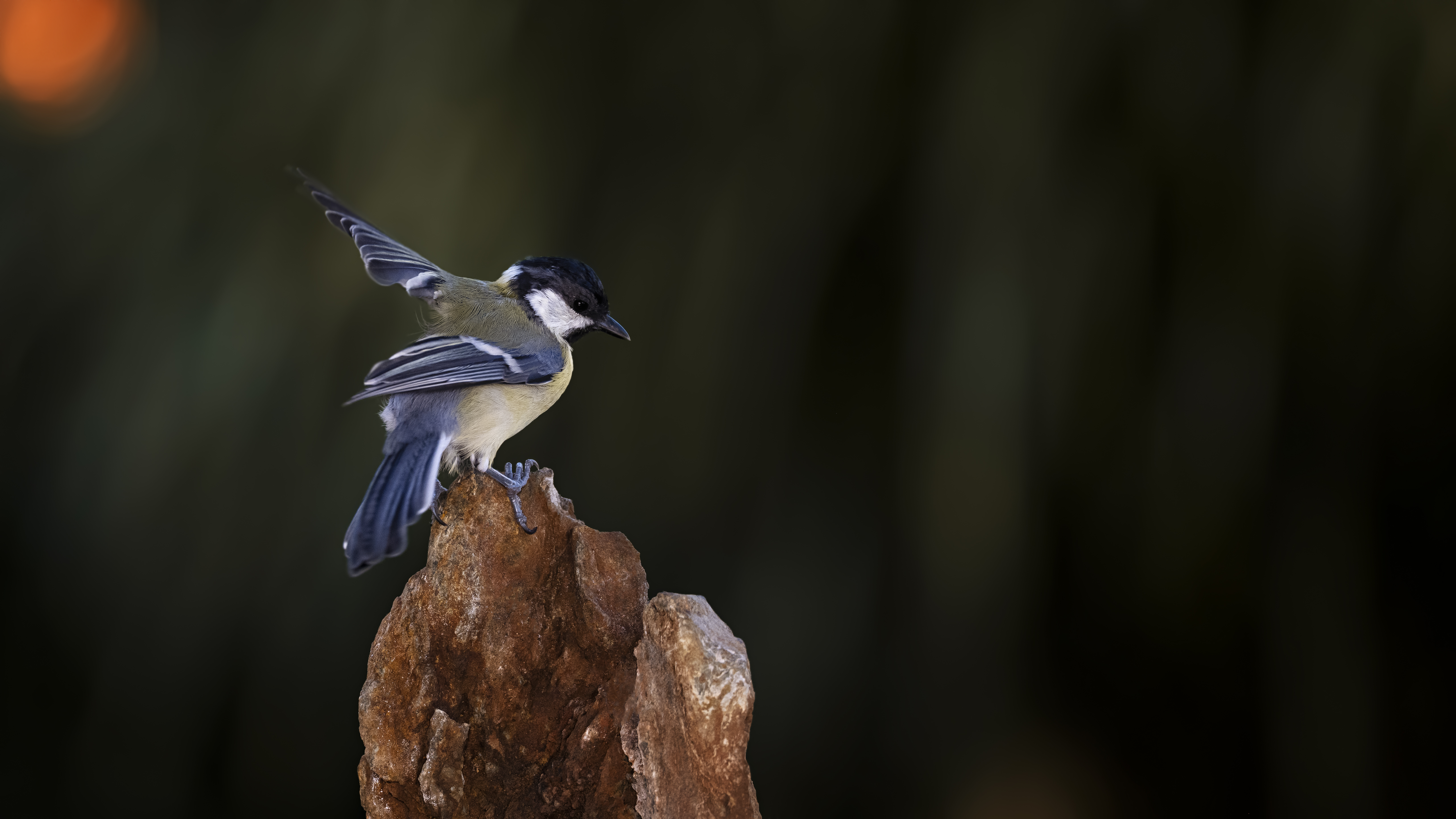 Greattit33