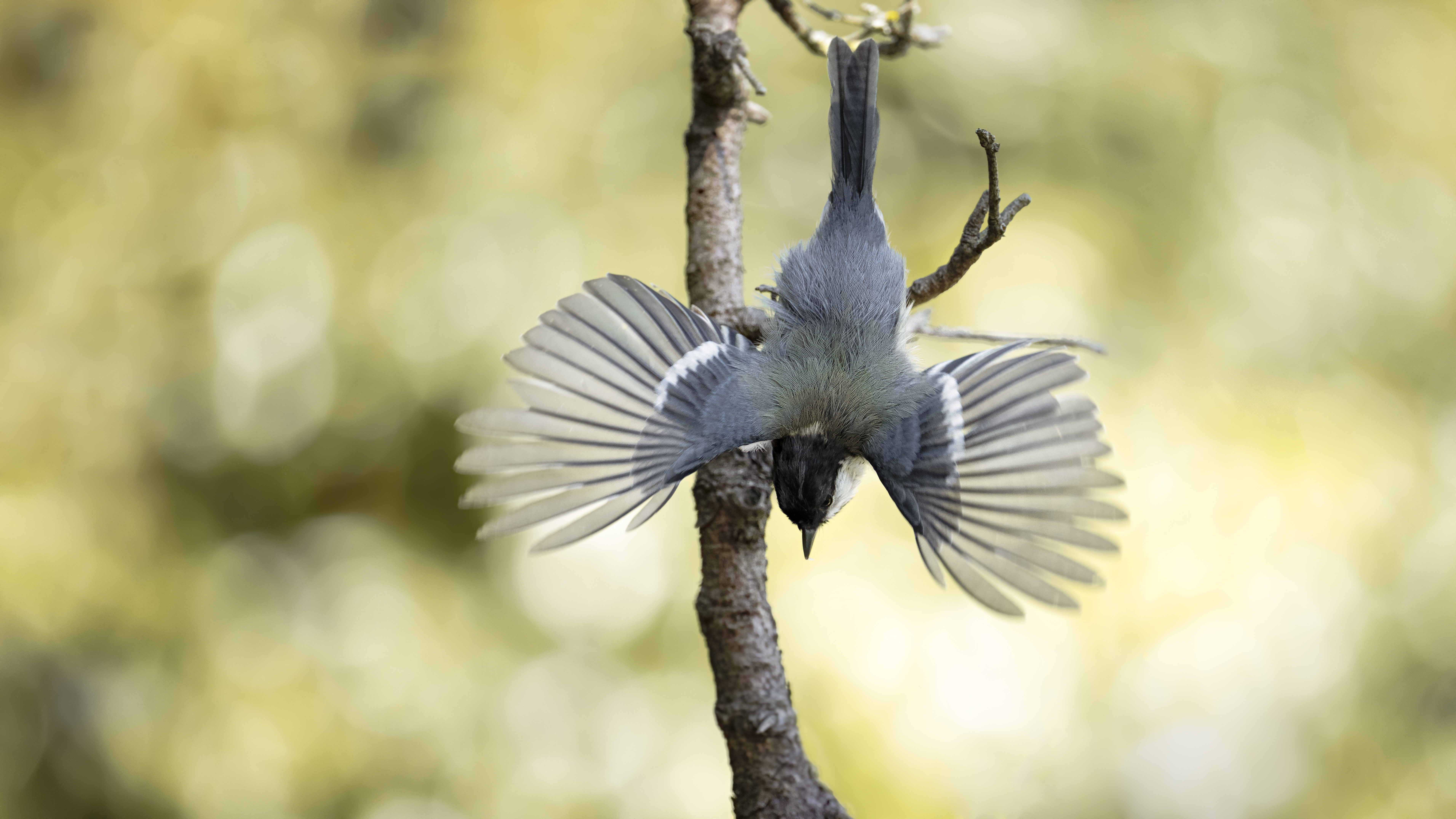 Greattit38