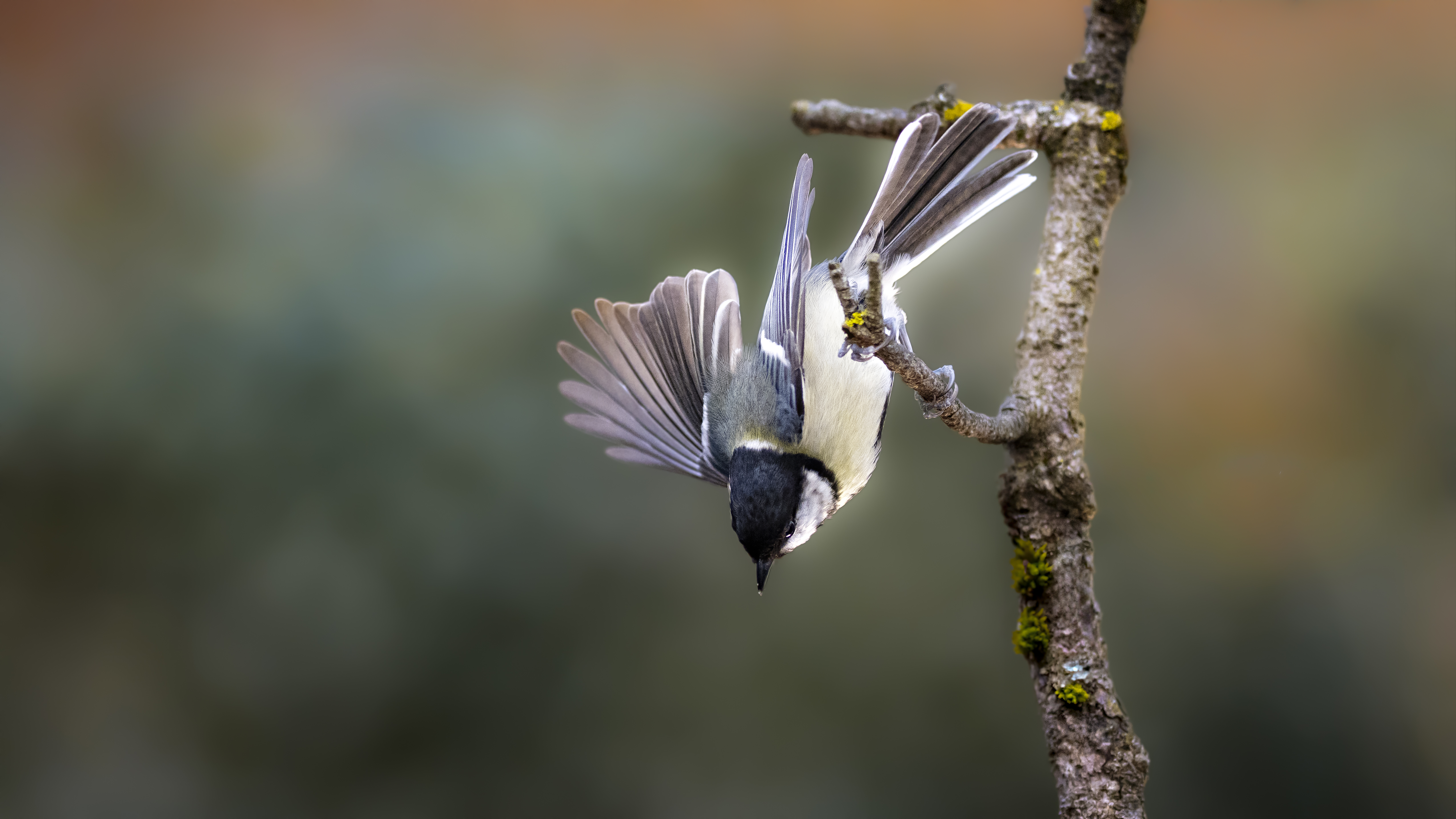 Greattit42