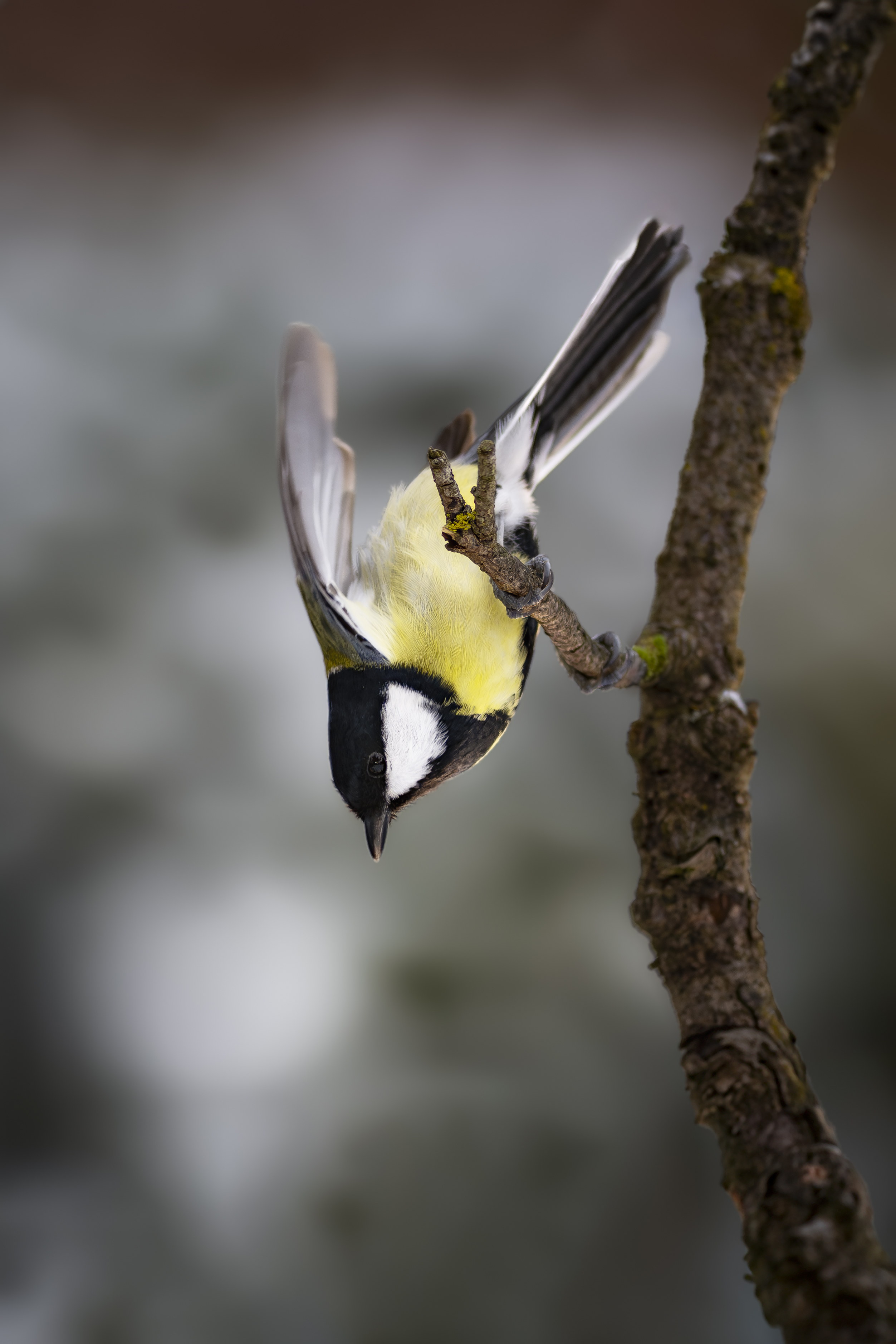 Greattit44