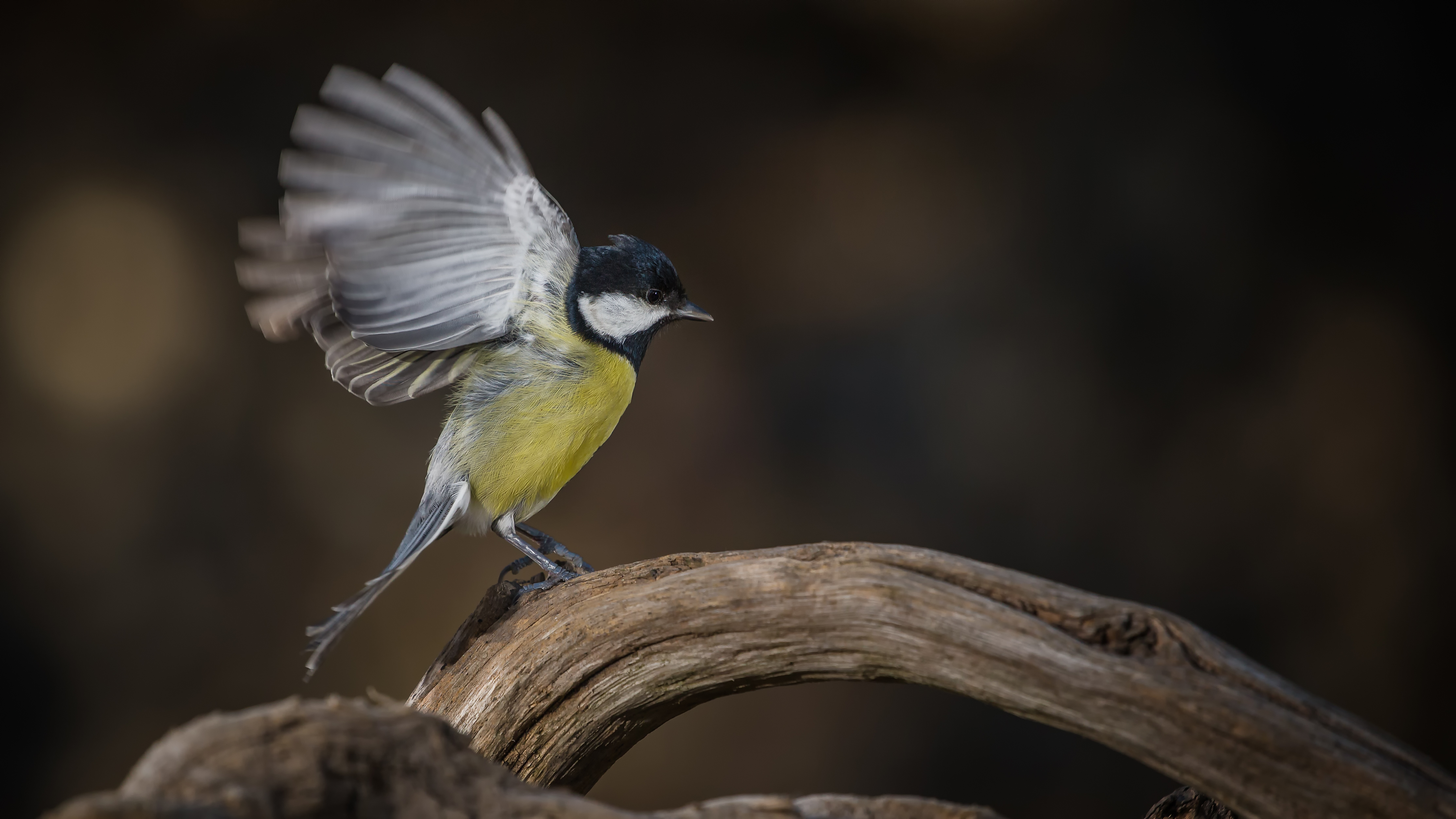 Greattit5