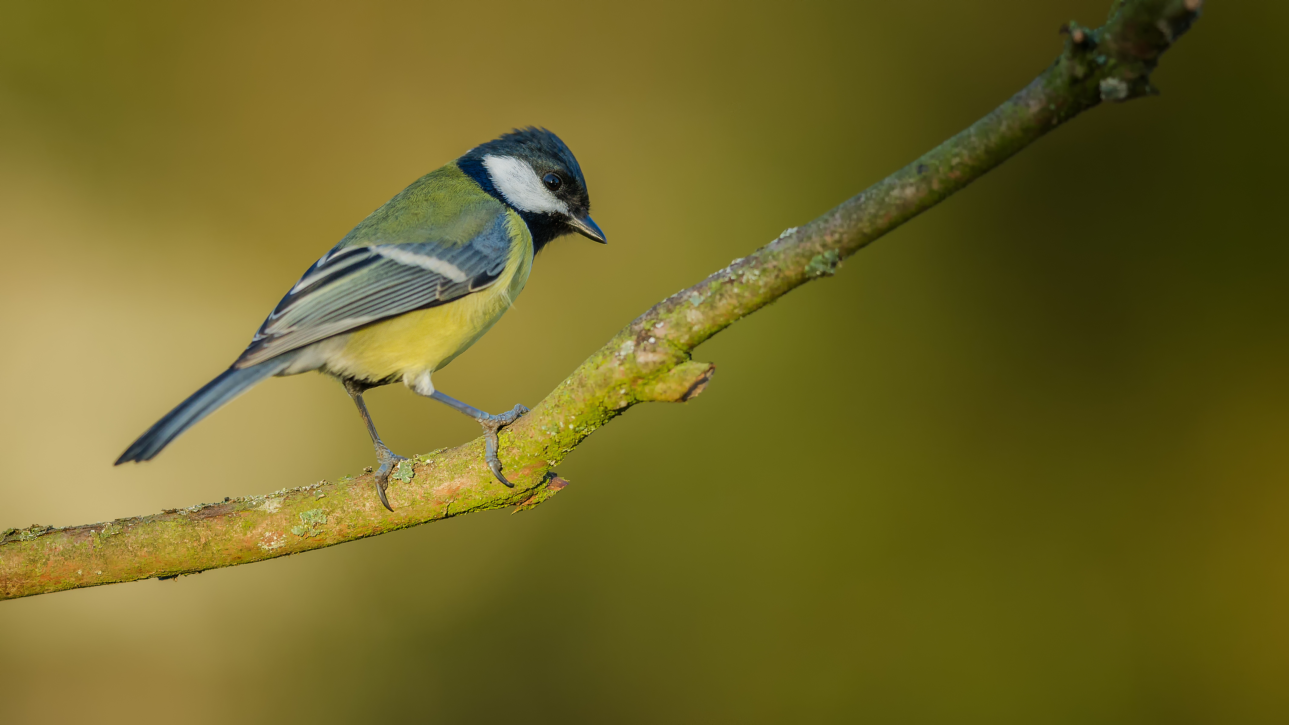 Greattit7