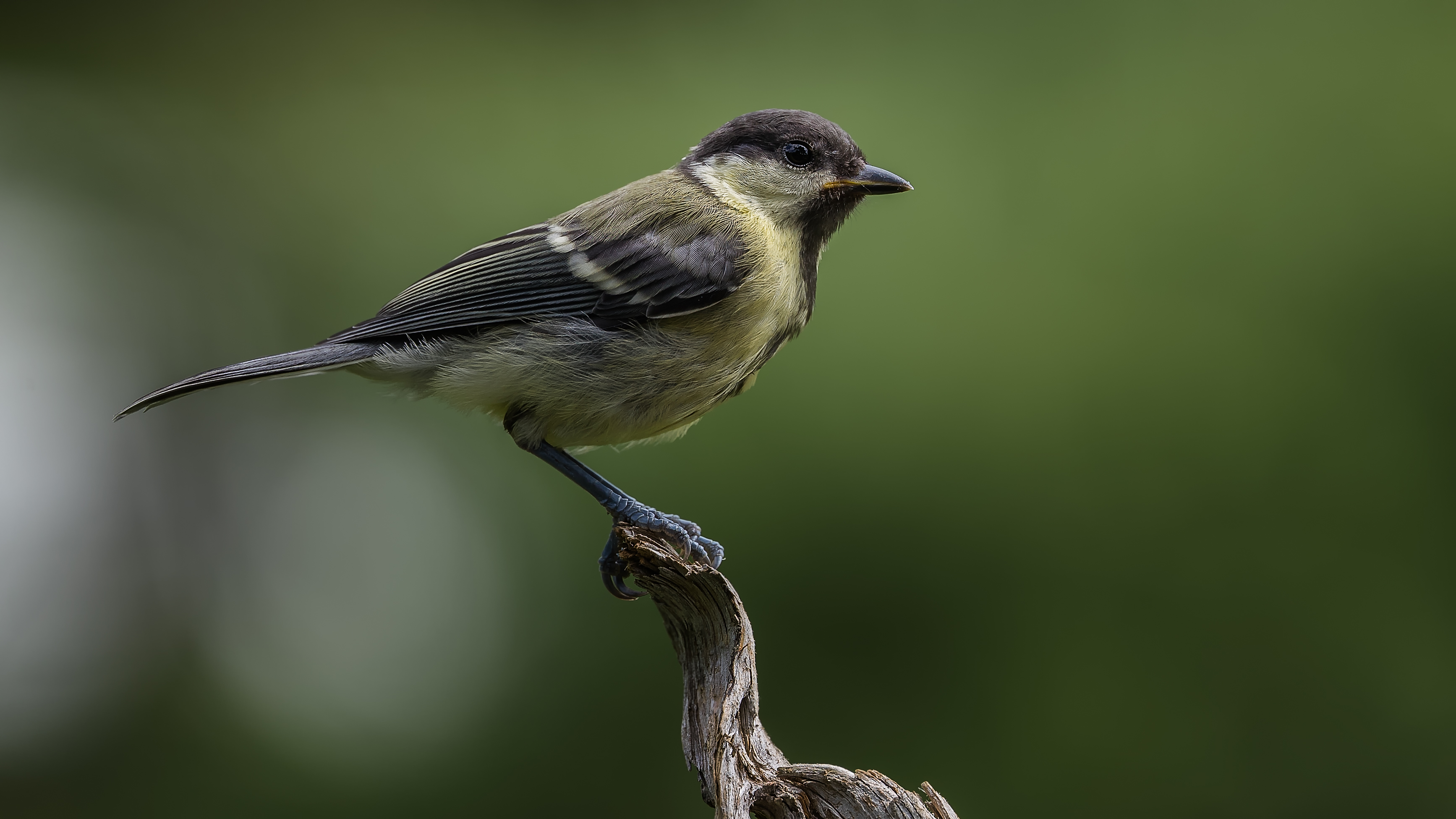 Greattit9