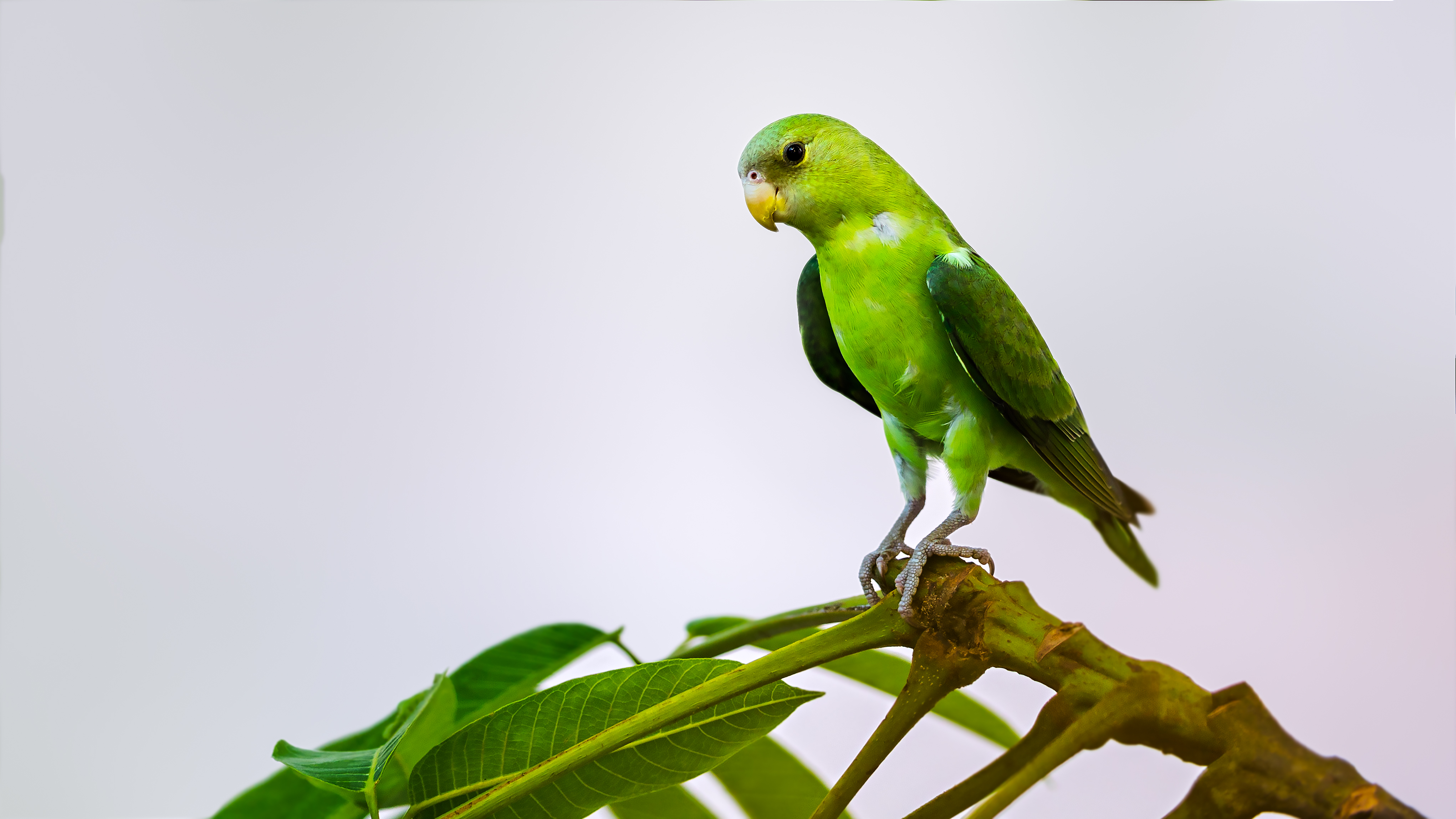 Grey-Headed Lovebird