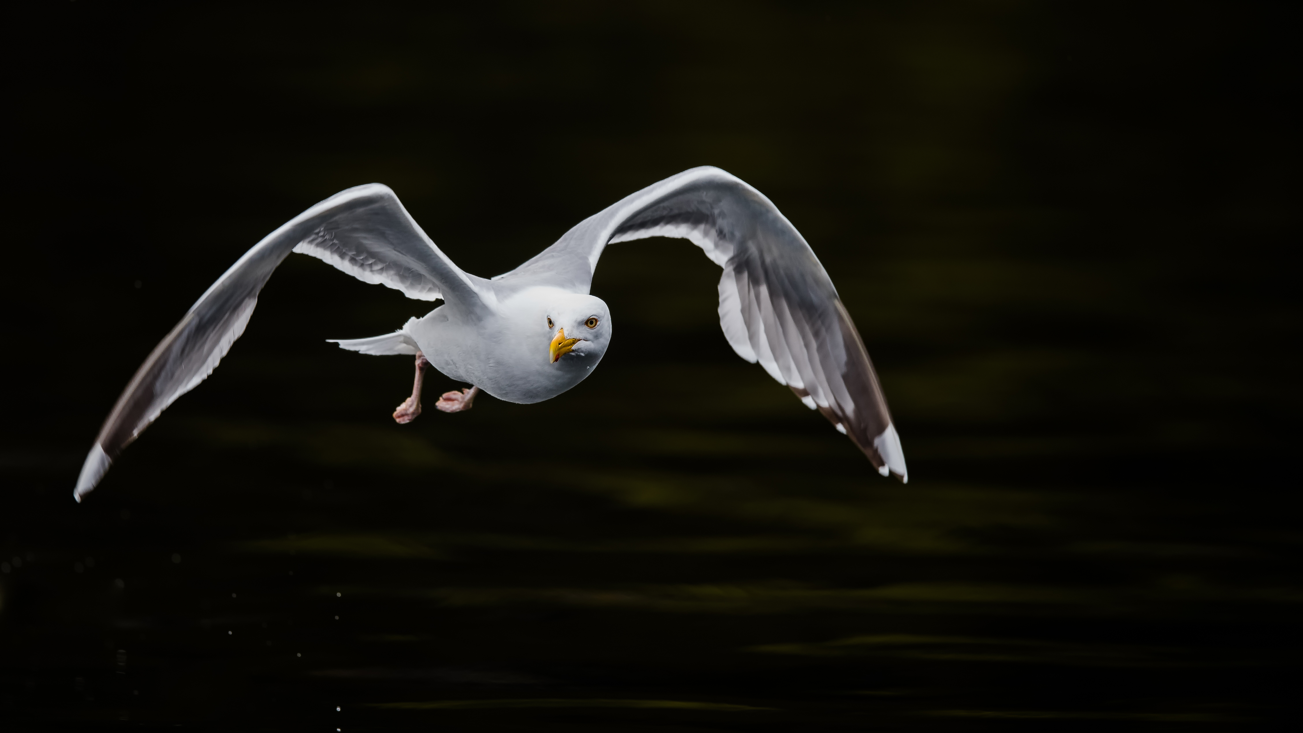 Gulls26