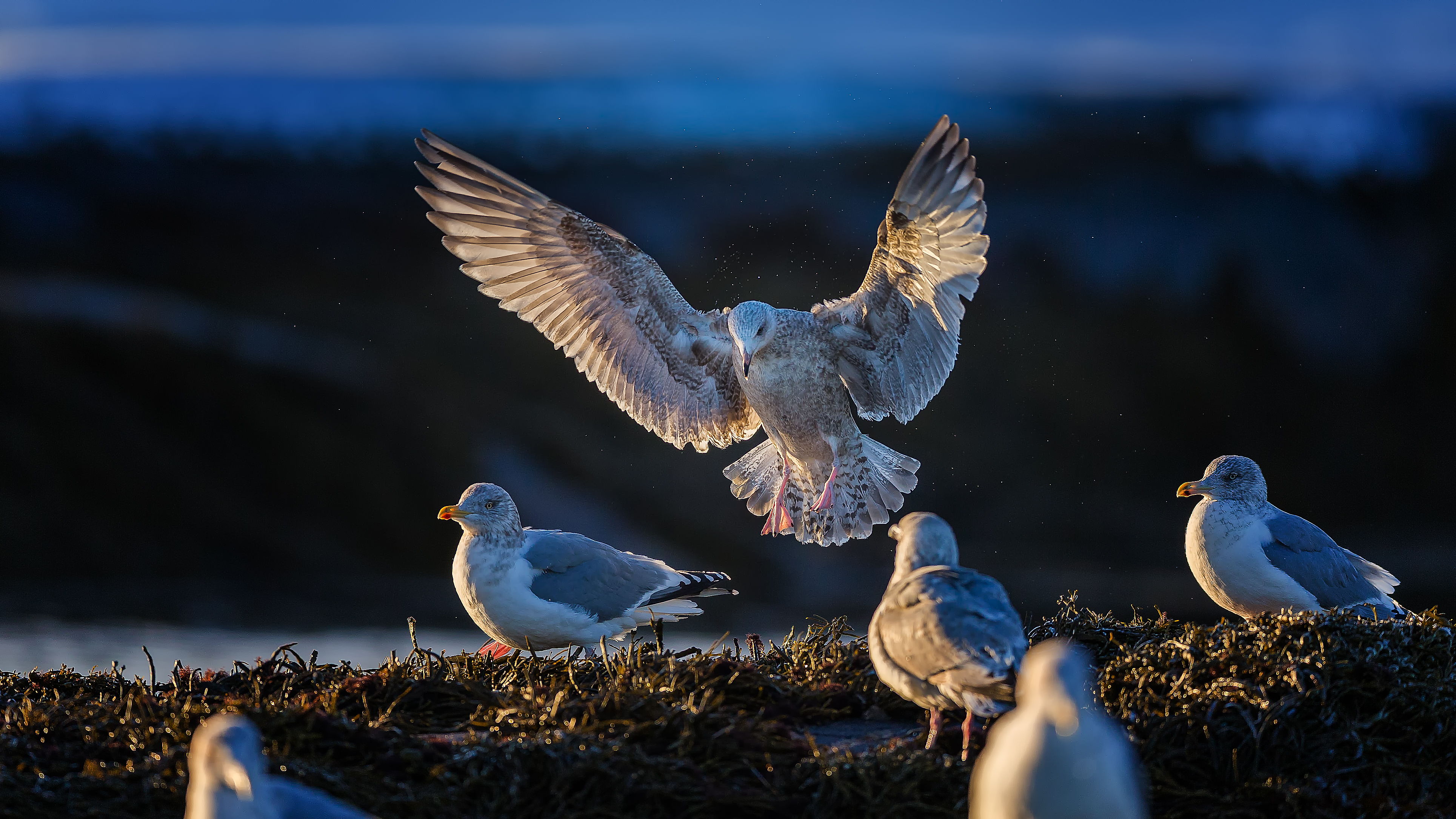 Gulls7