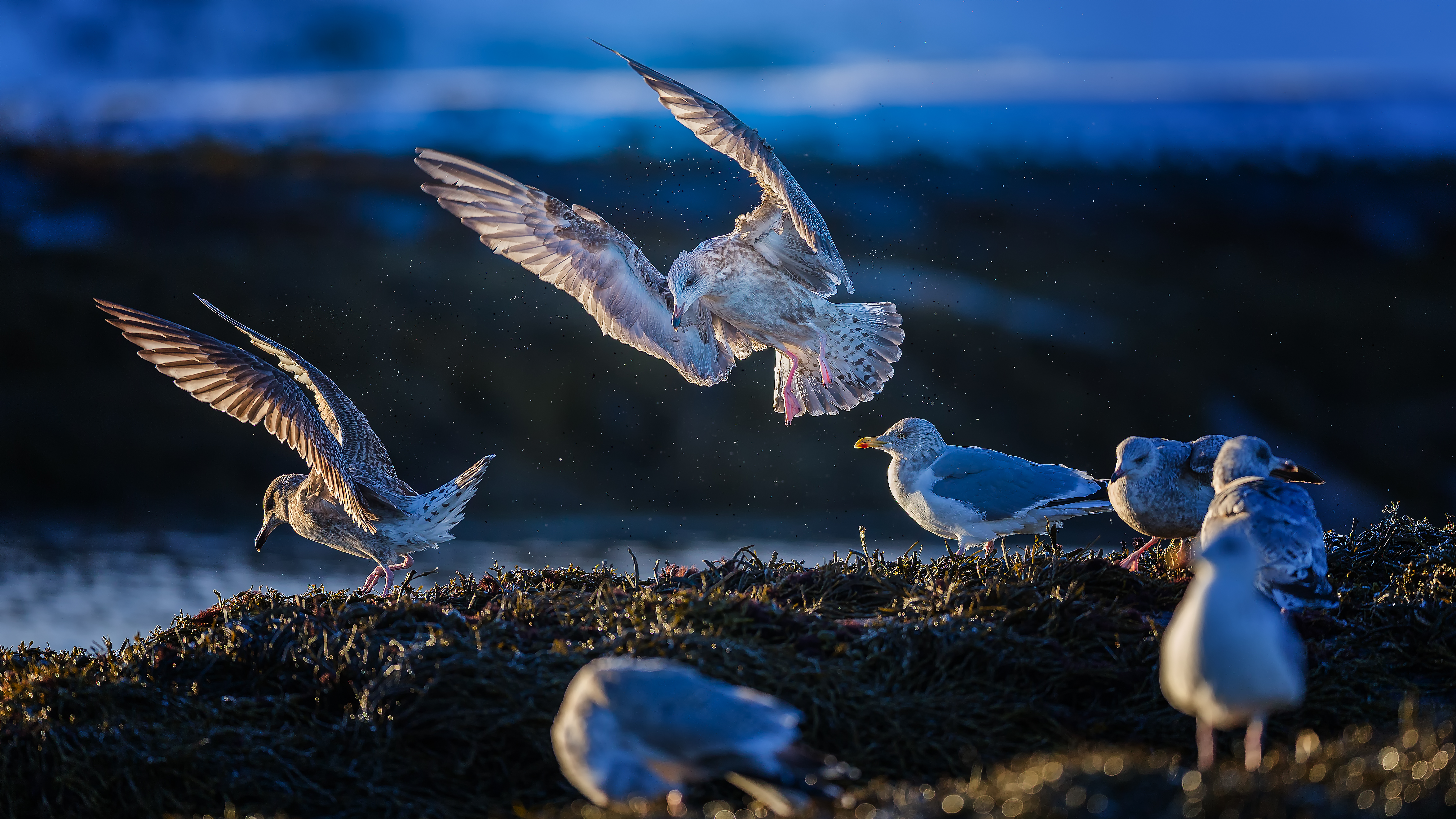 Gulls8
