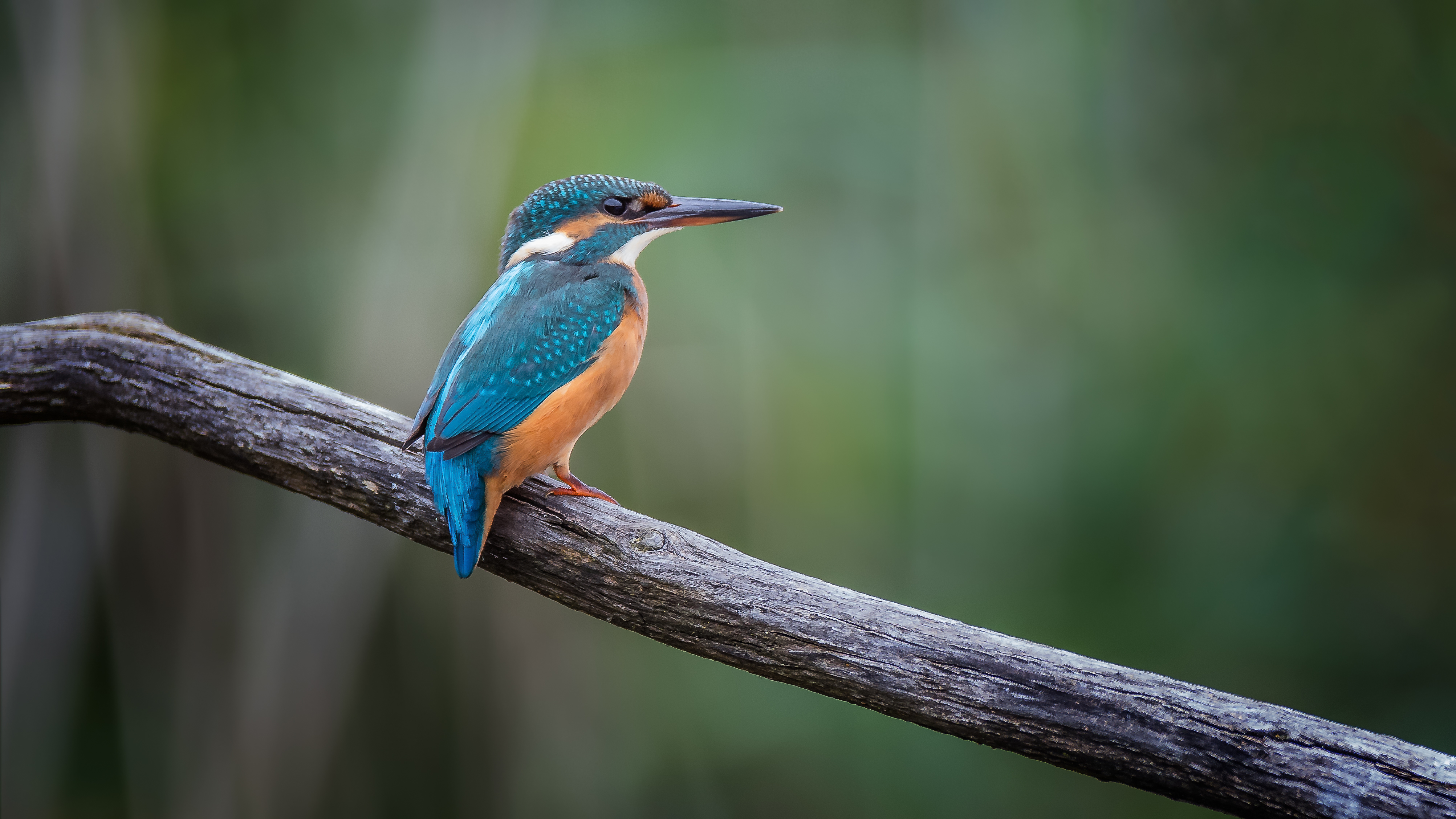 Kingfisher1