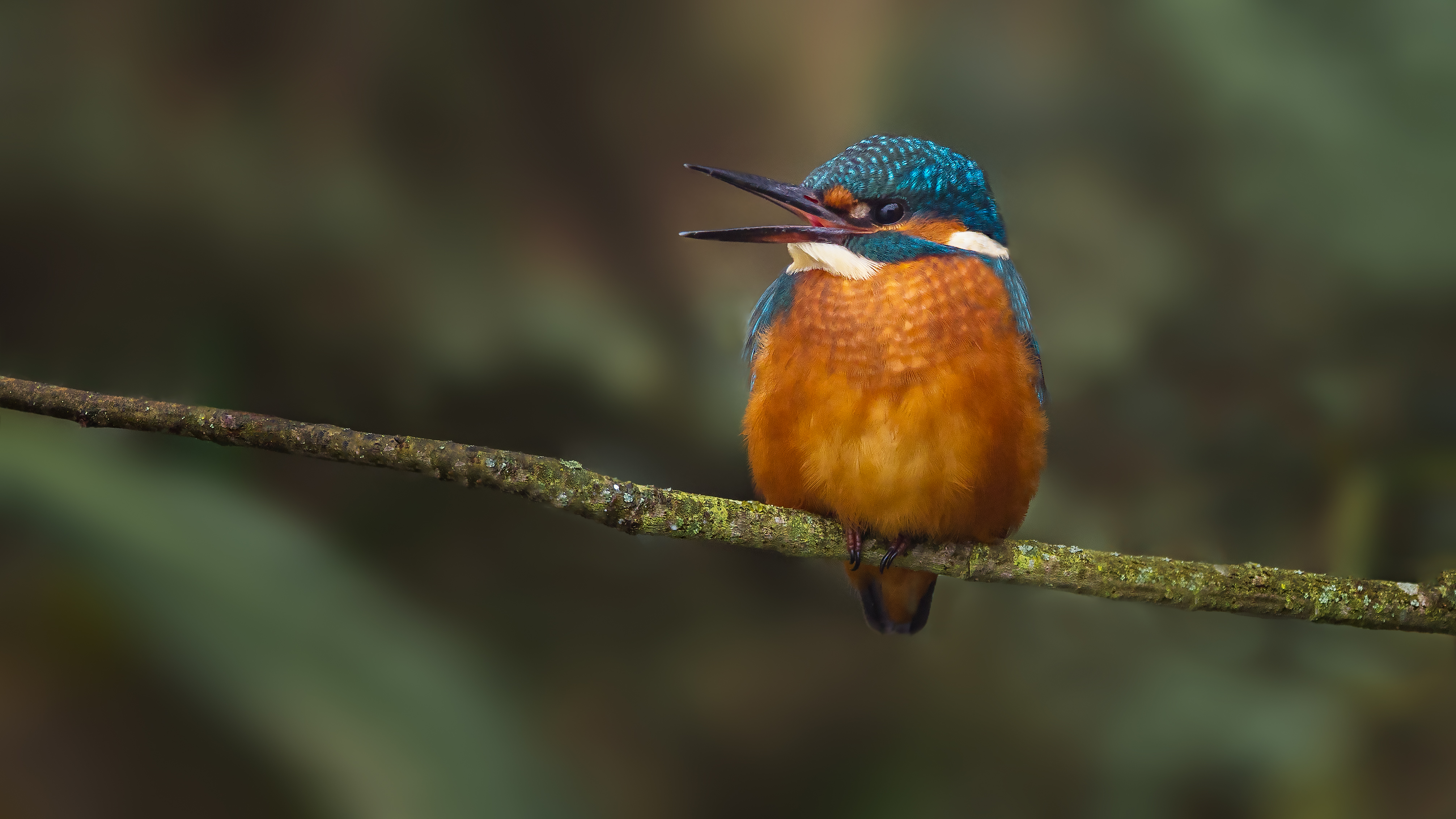 Kingfisher