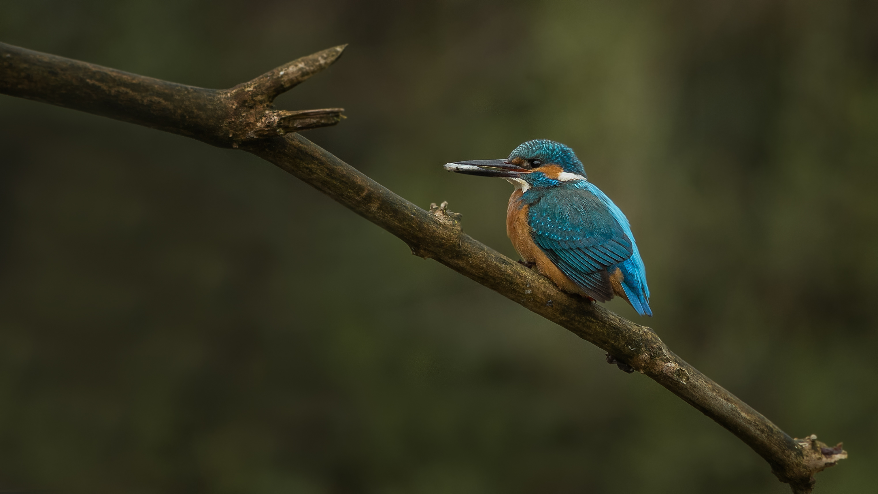 Kingfisher5
