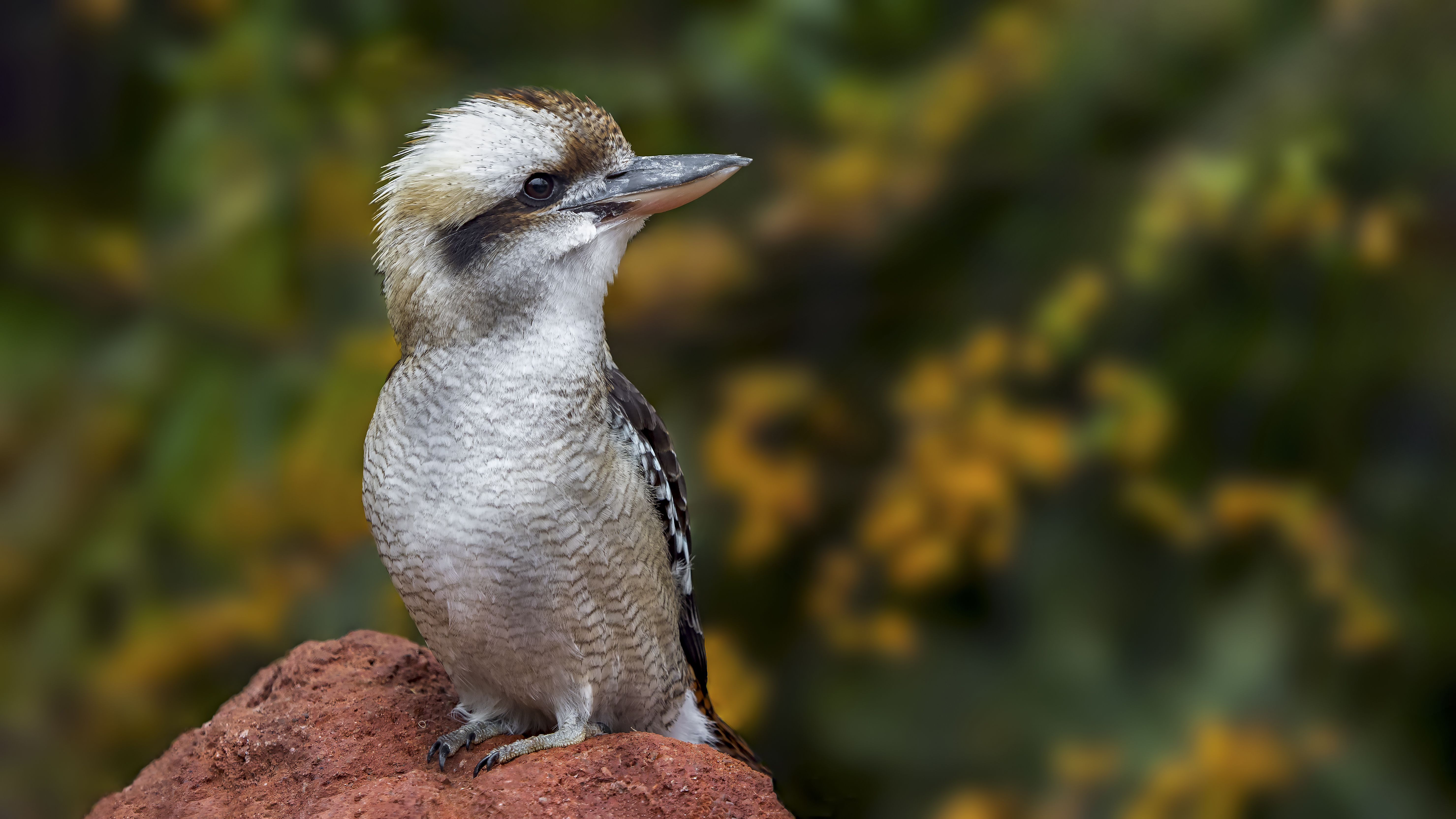 Kookaburra
