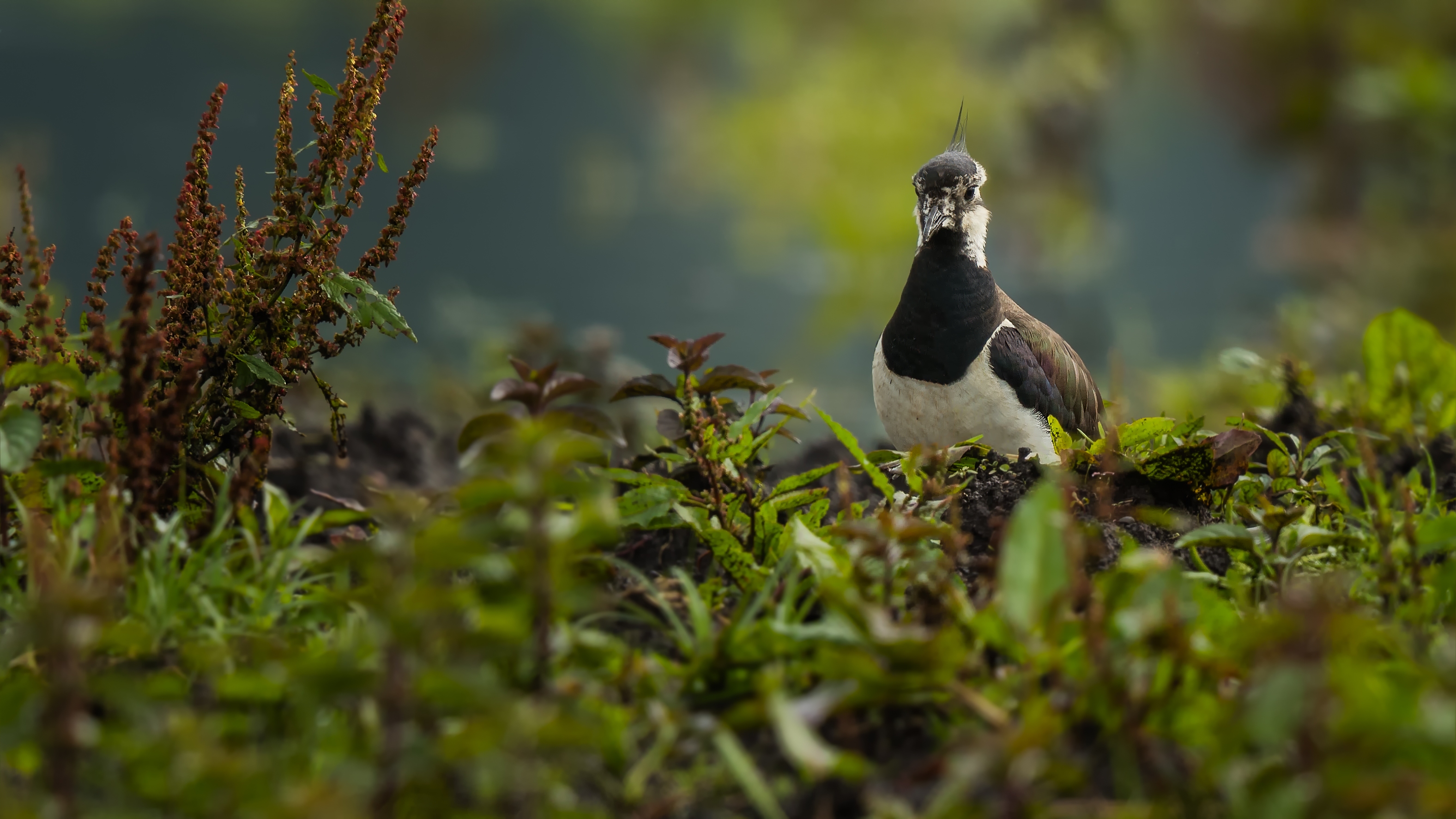 Lapwing2