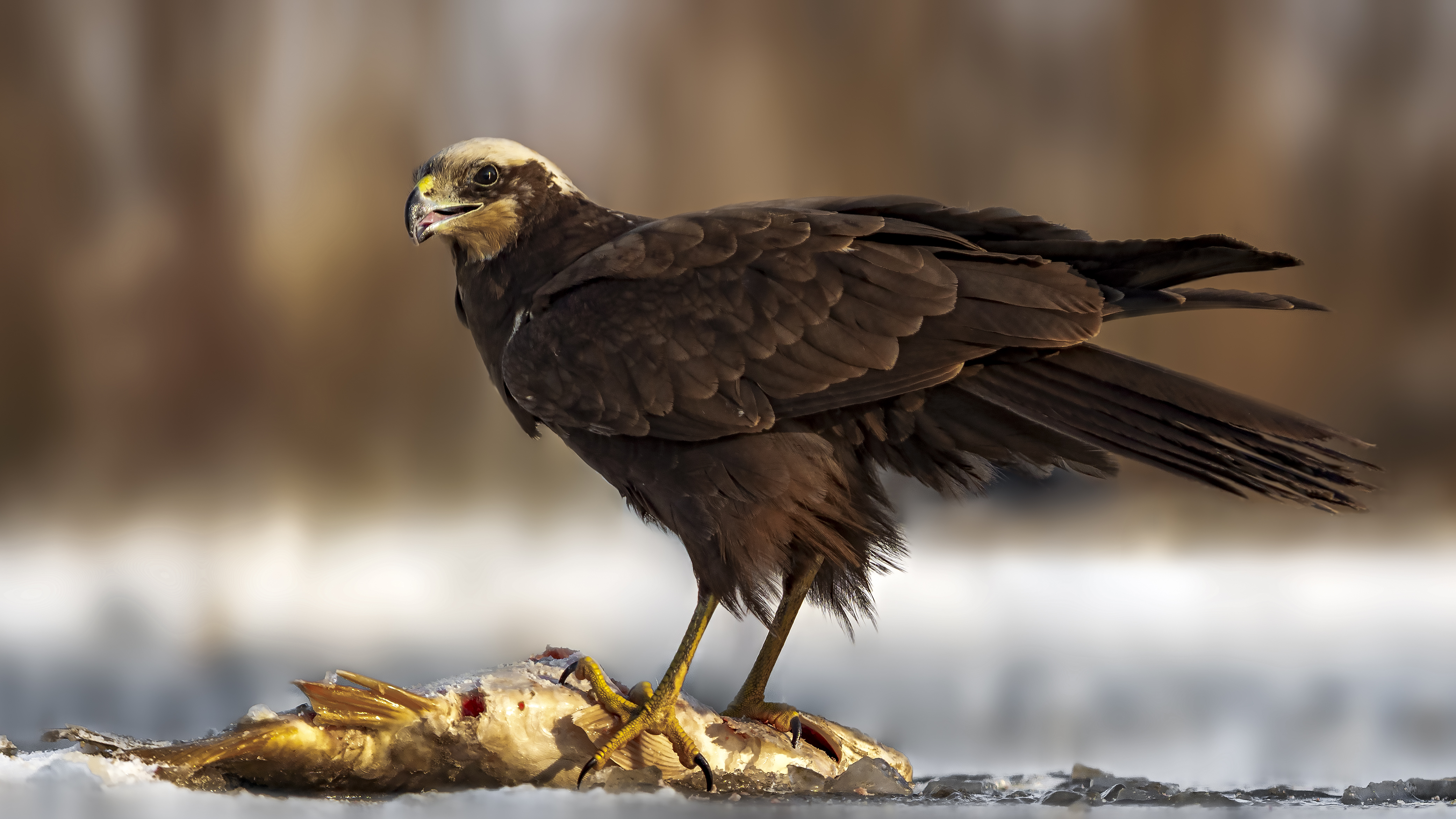 Marsh Harrier