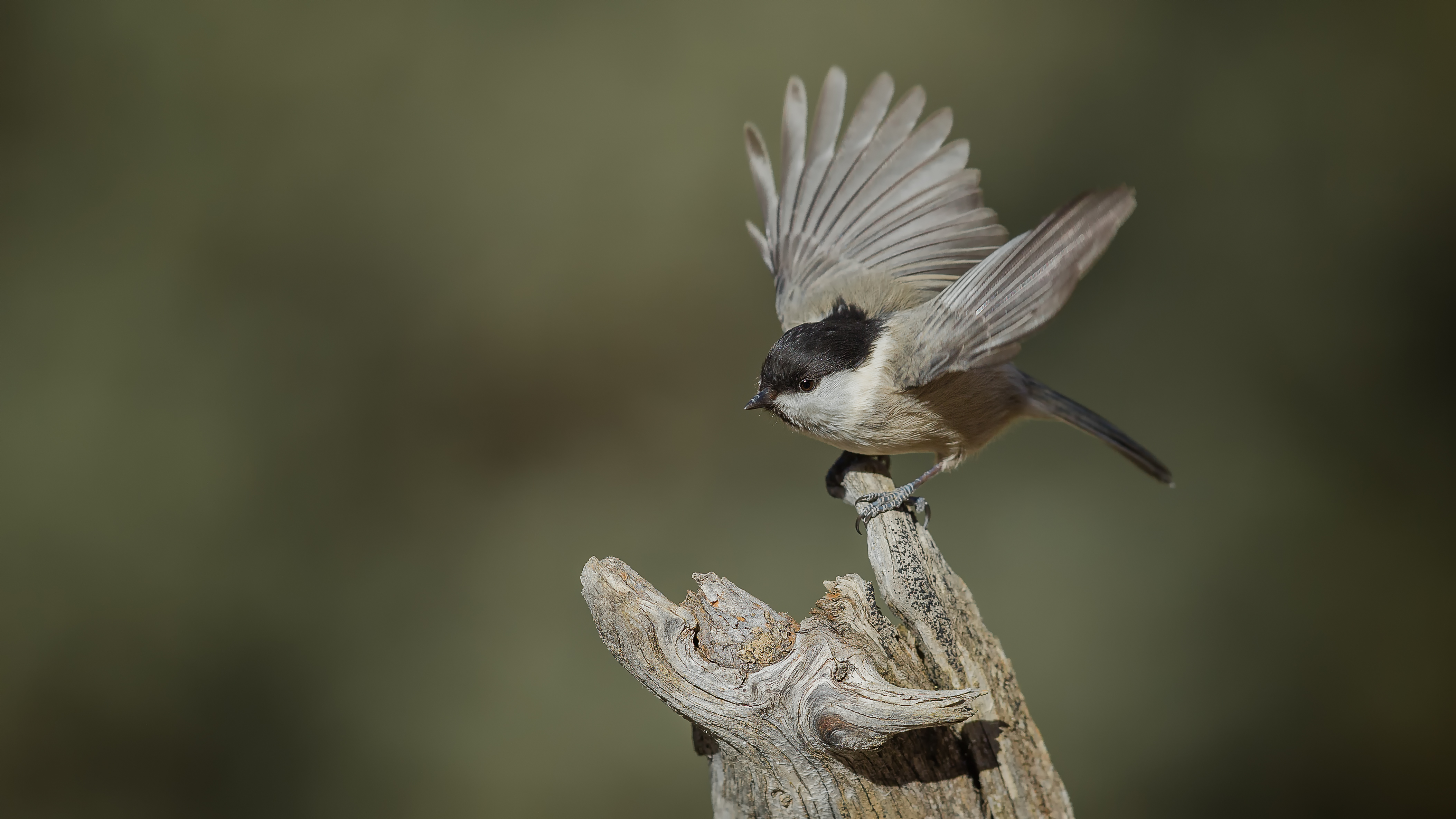 Marshtit1