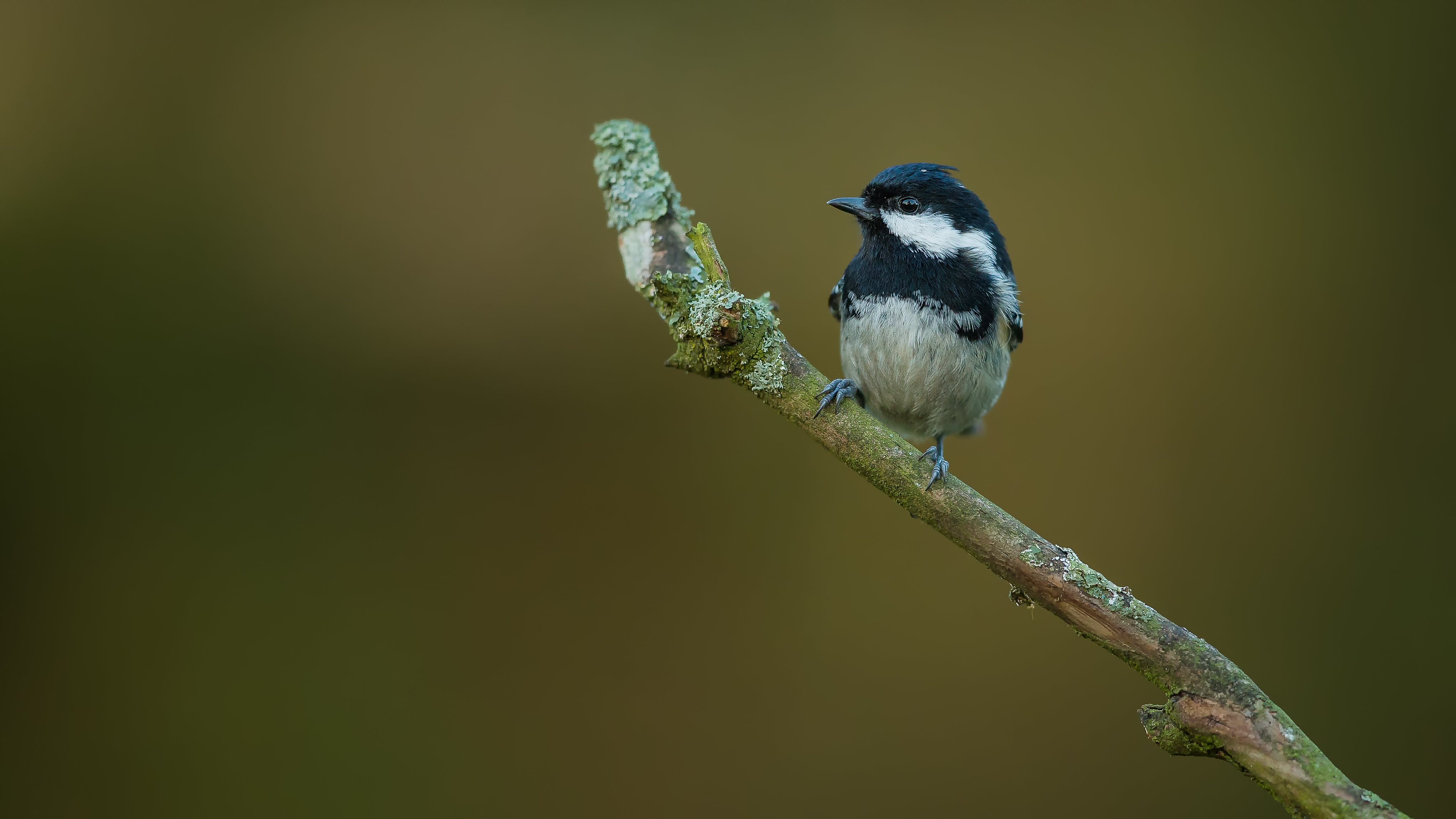 Marshtit11
