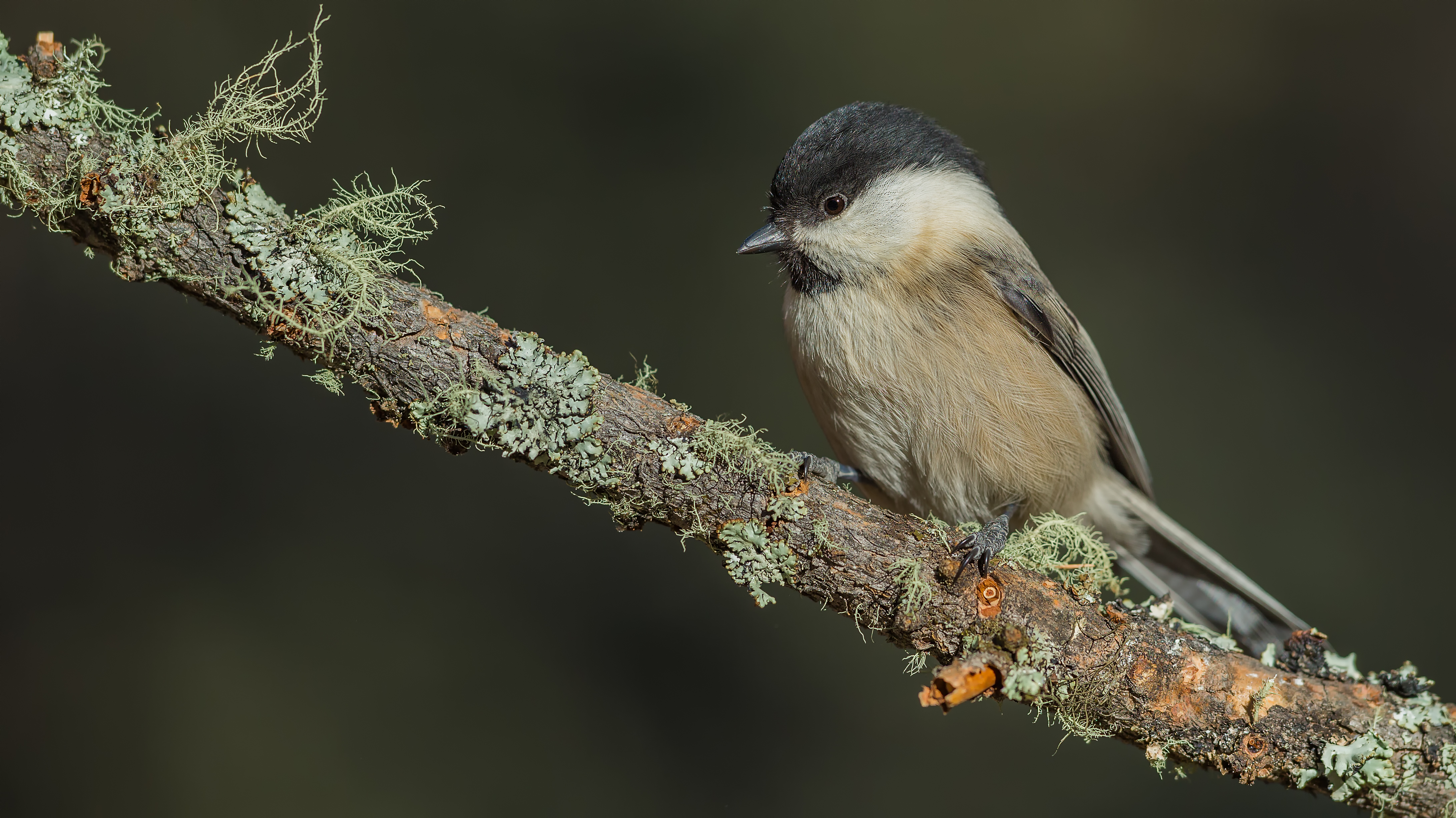 Marshtit12