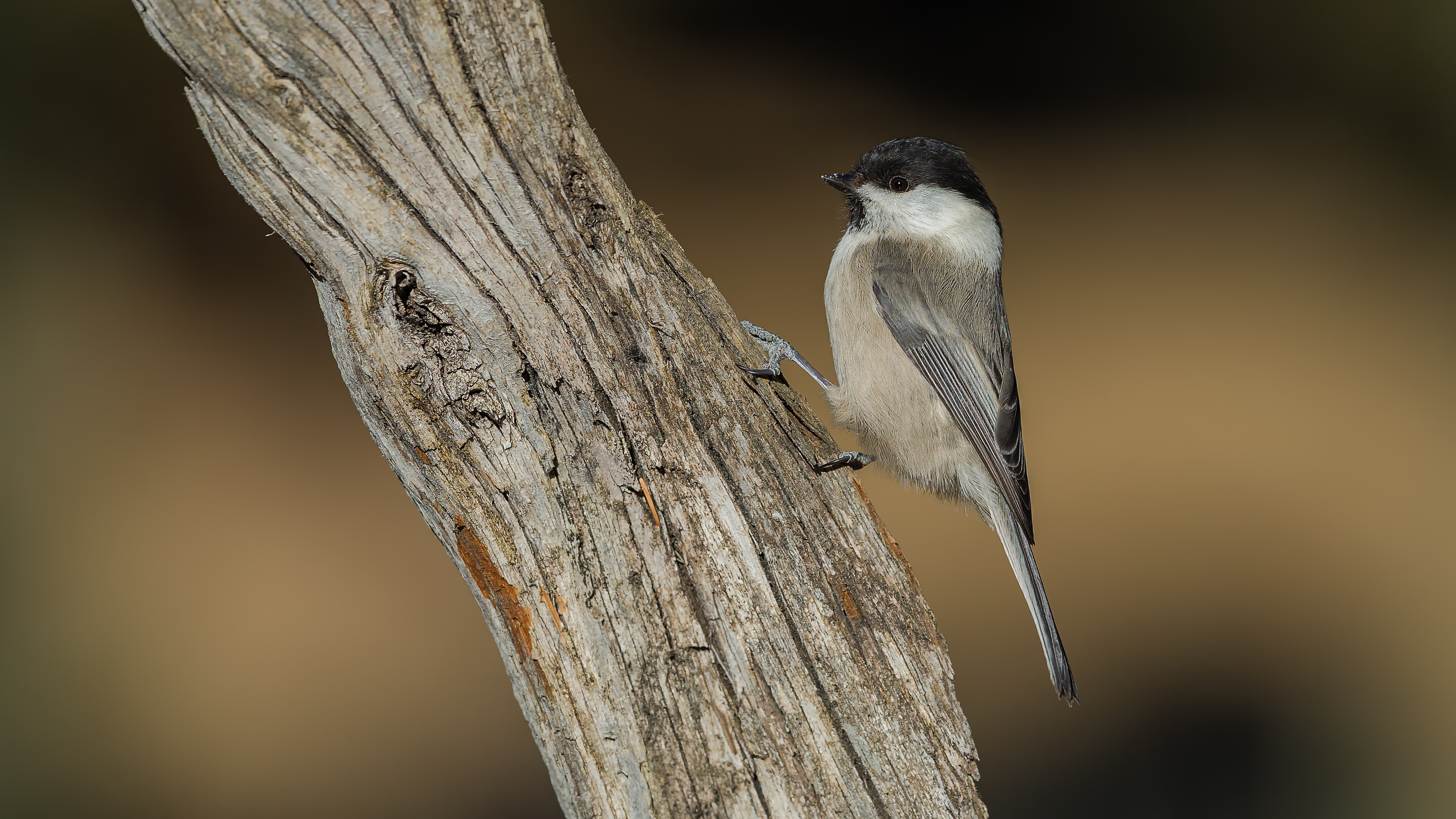 Marshtit15