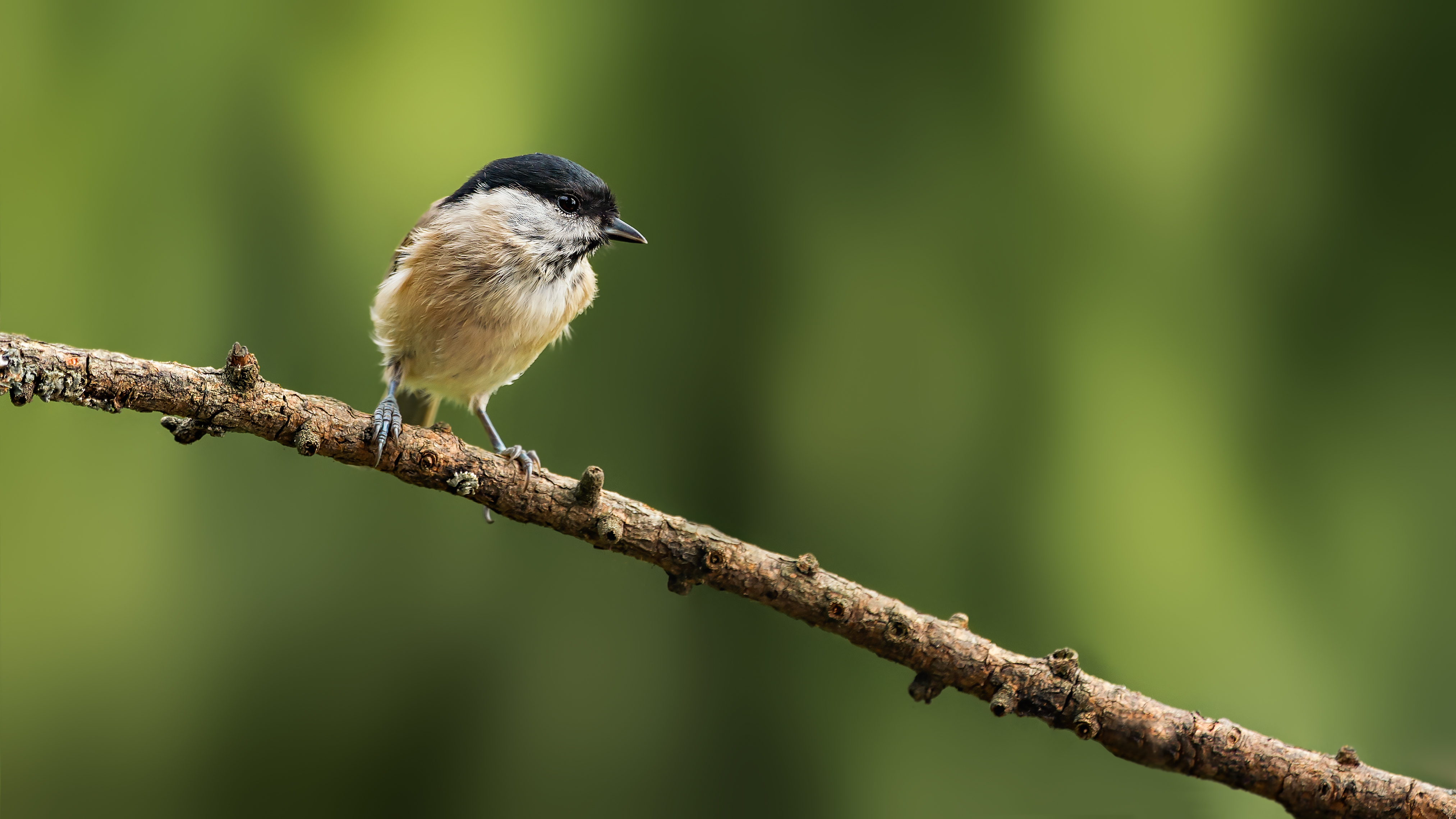 Marshtit19