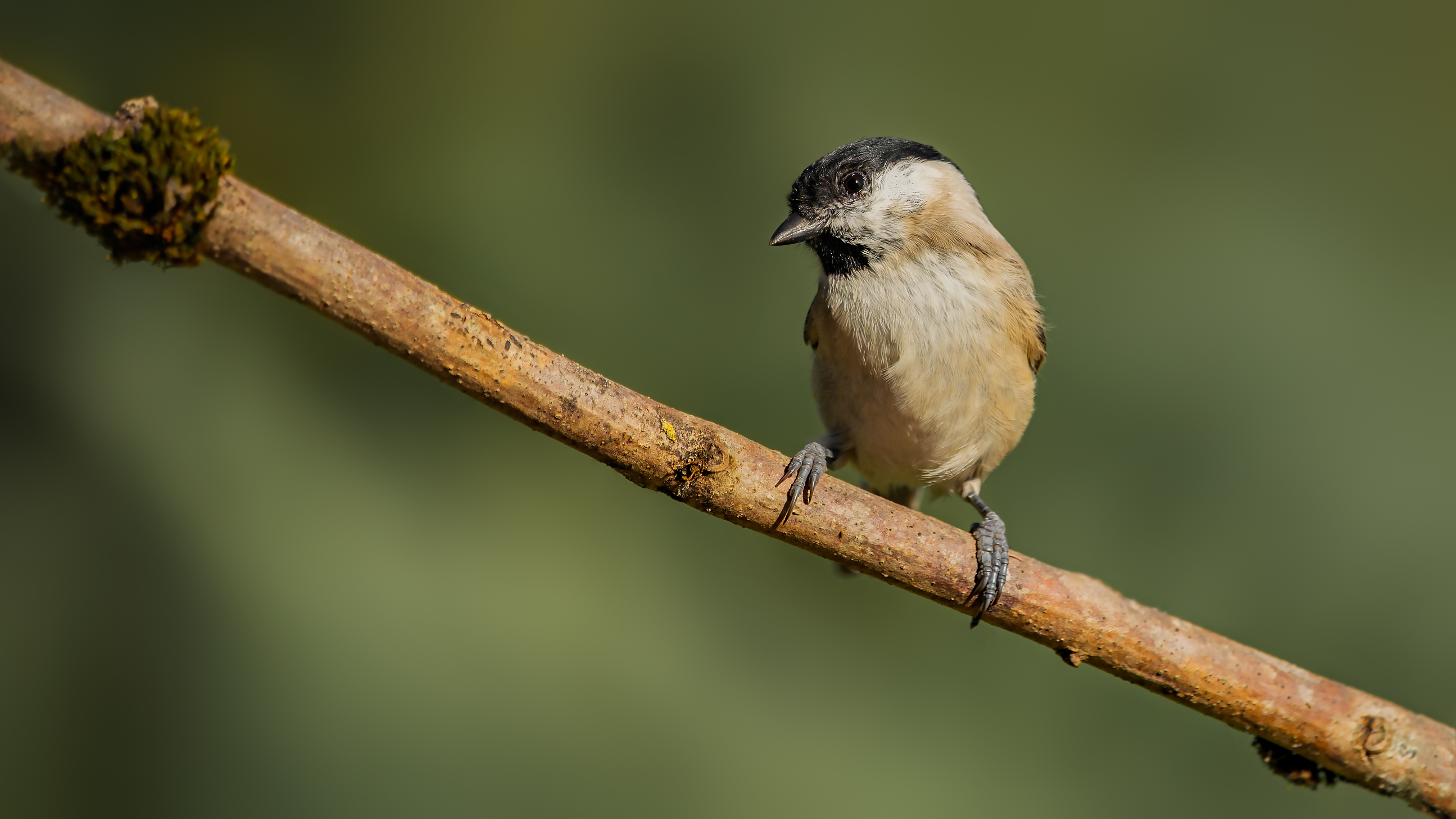 Marshtit21