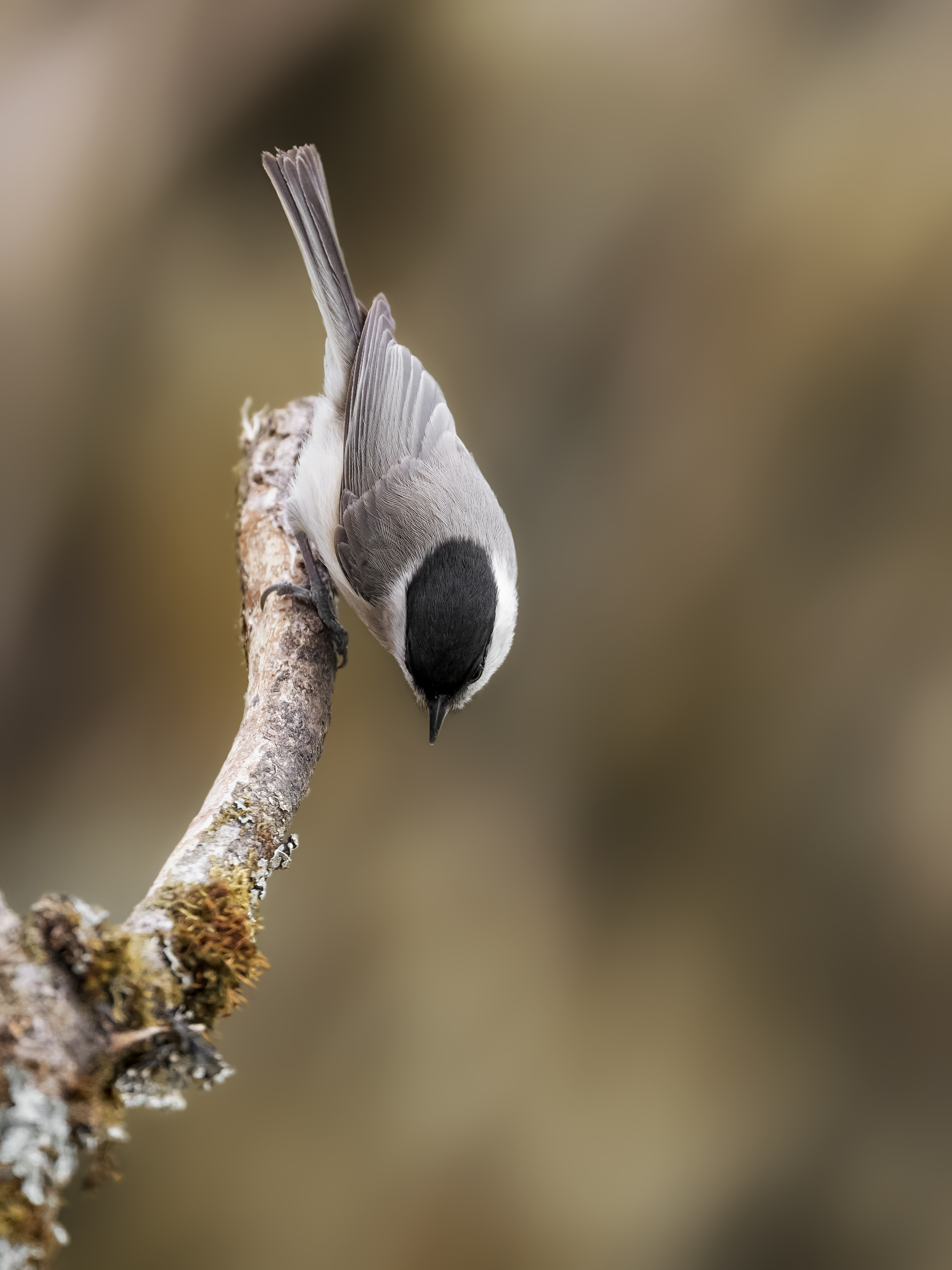 Marshtit25