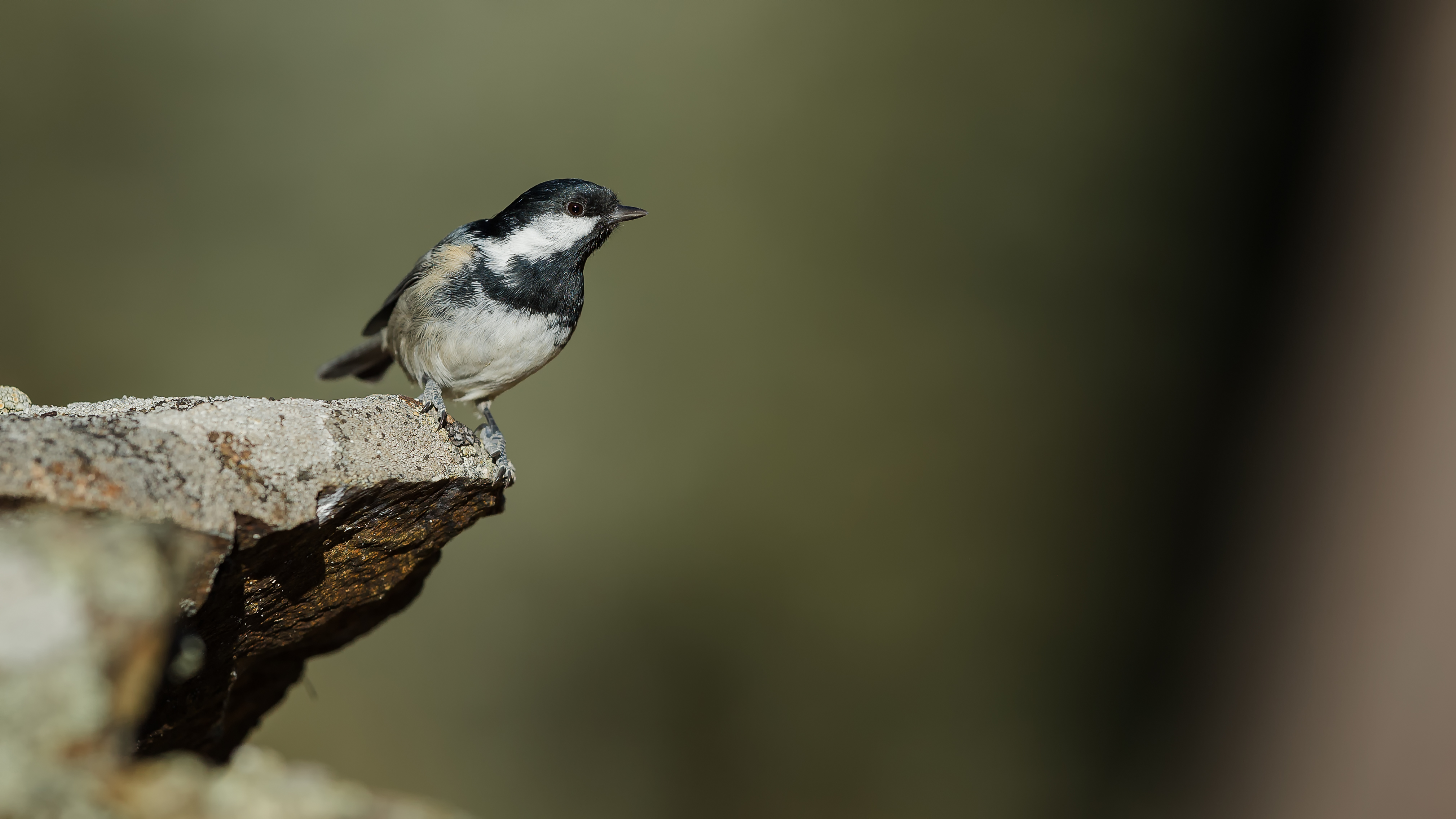 Marshtit3