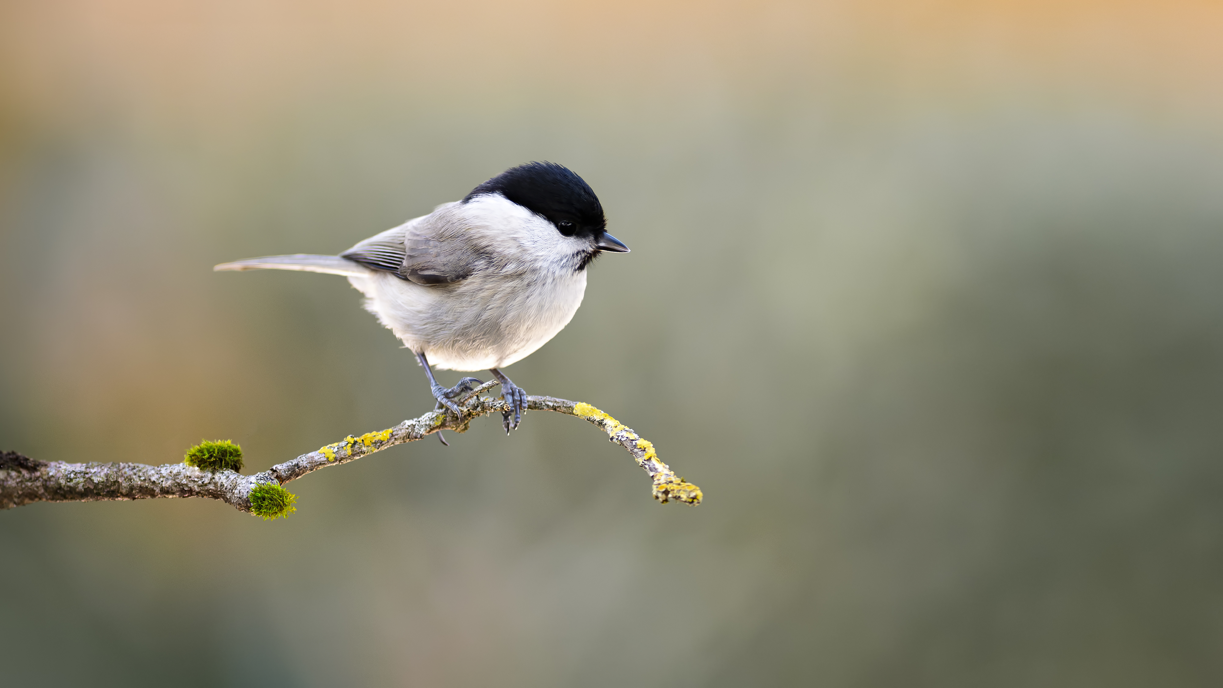 Marshtit35