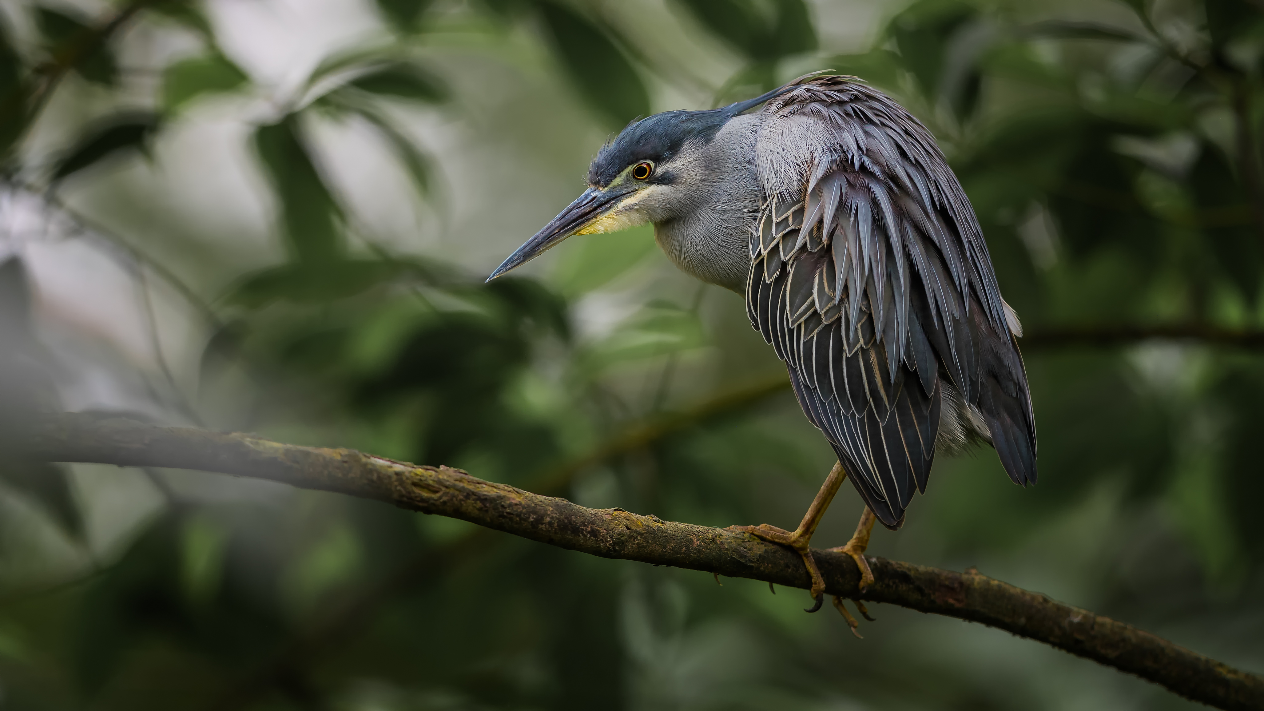 Night Heron