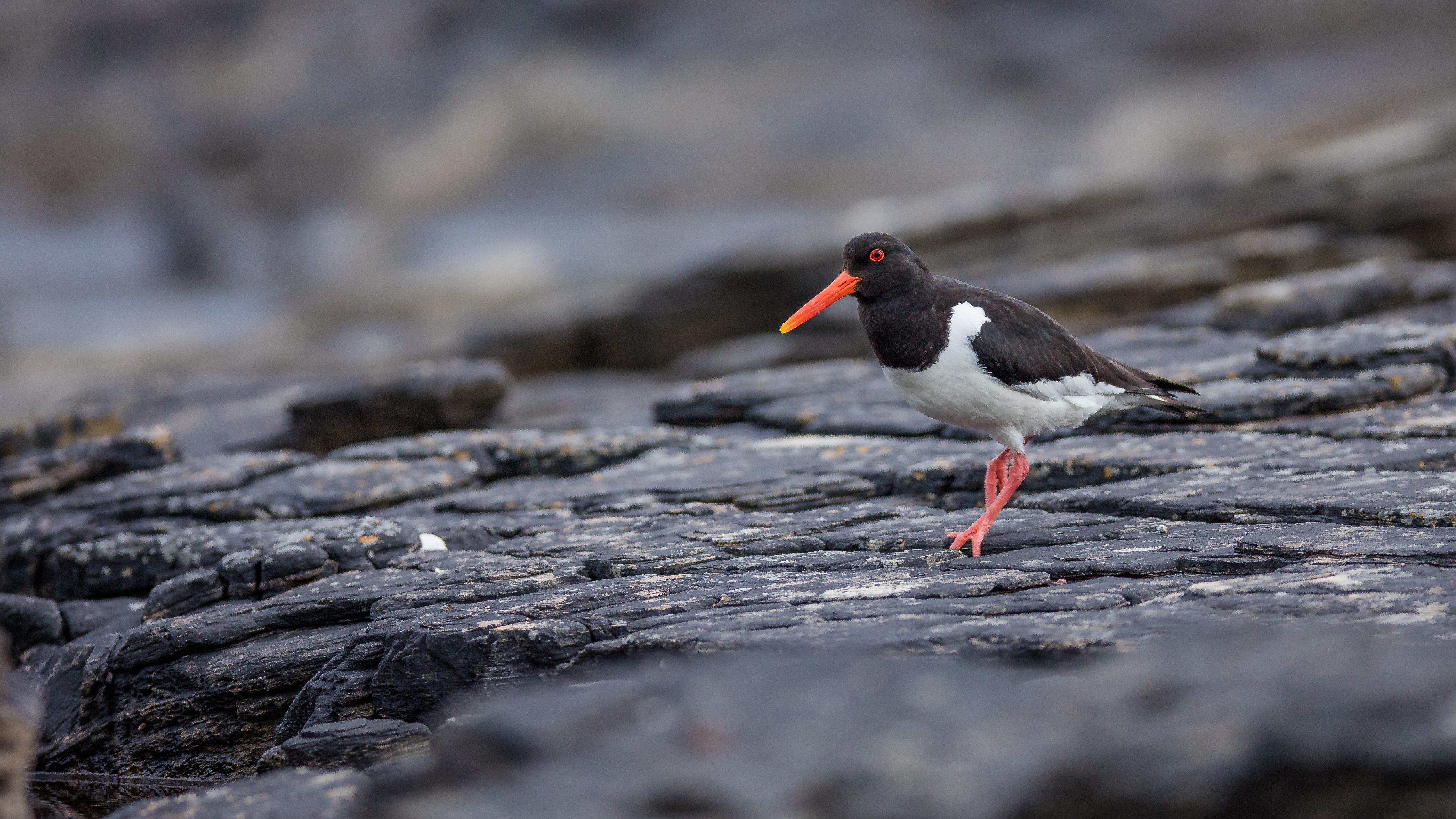 Oystercatcher1