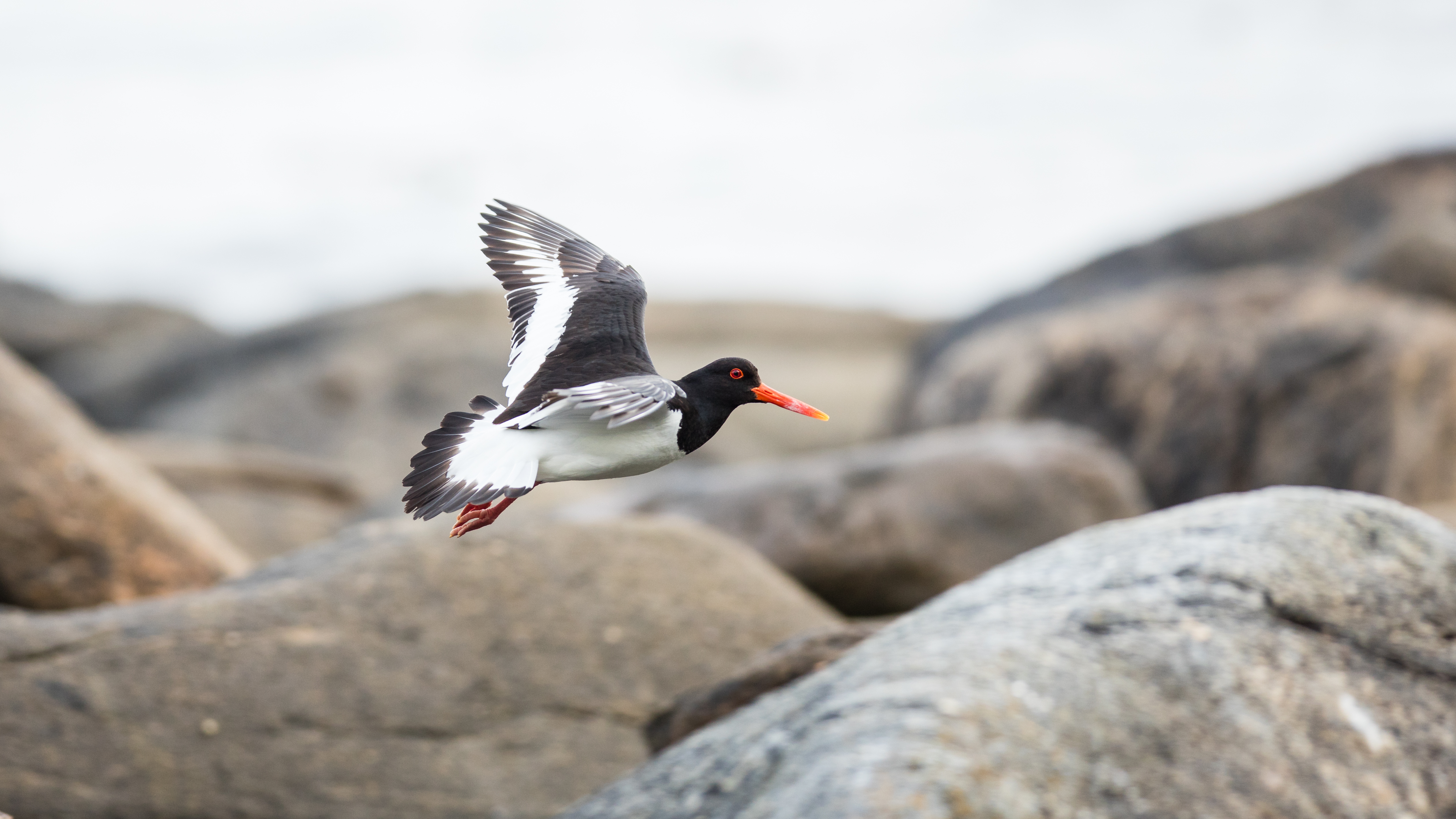 Oystercatcher2