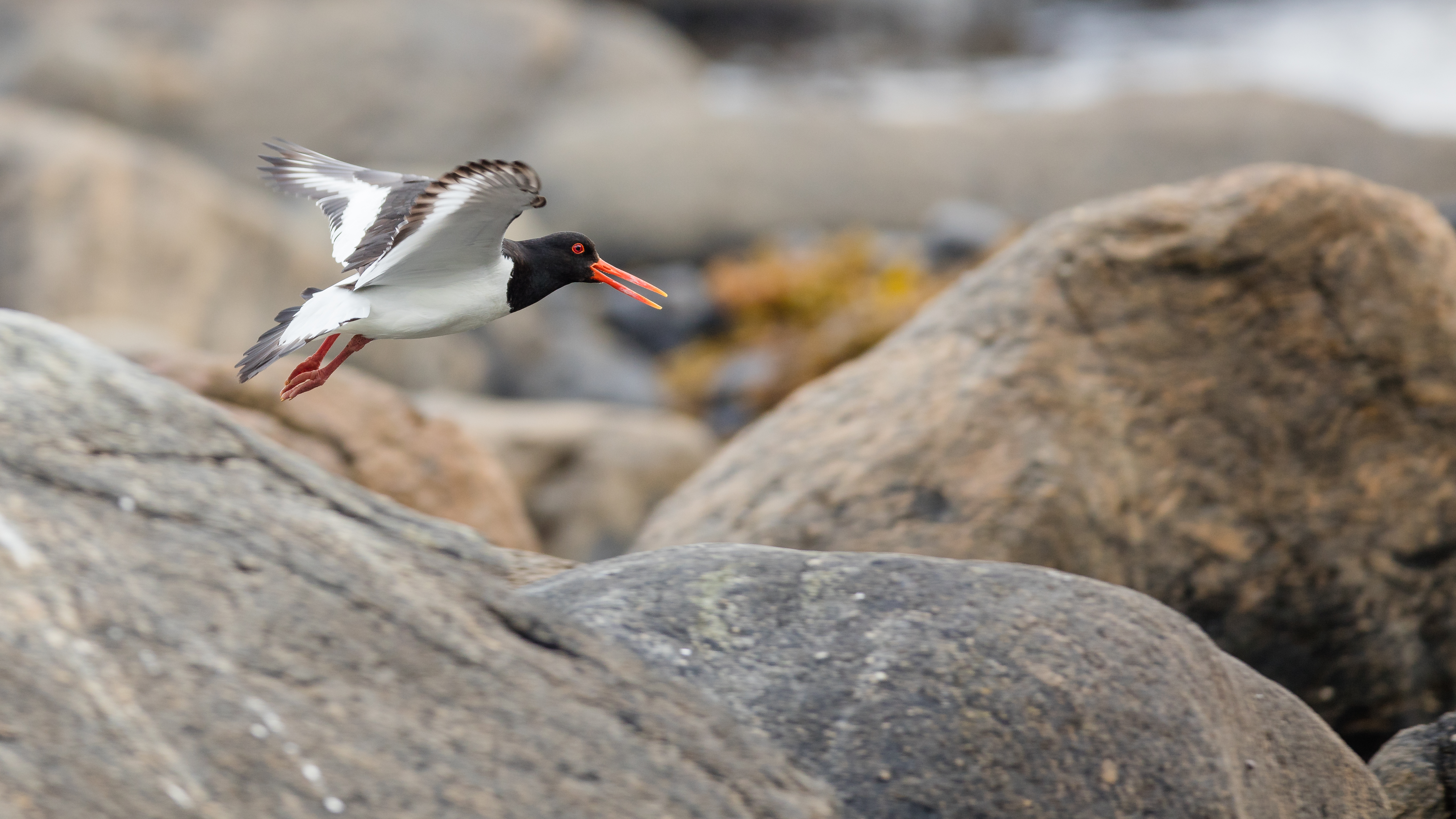 Oystercatcher3