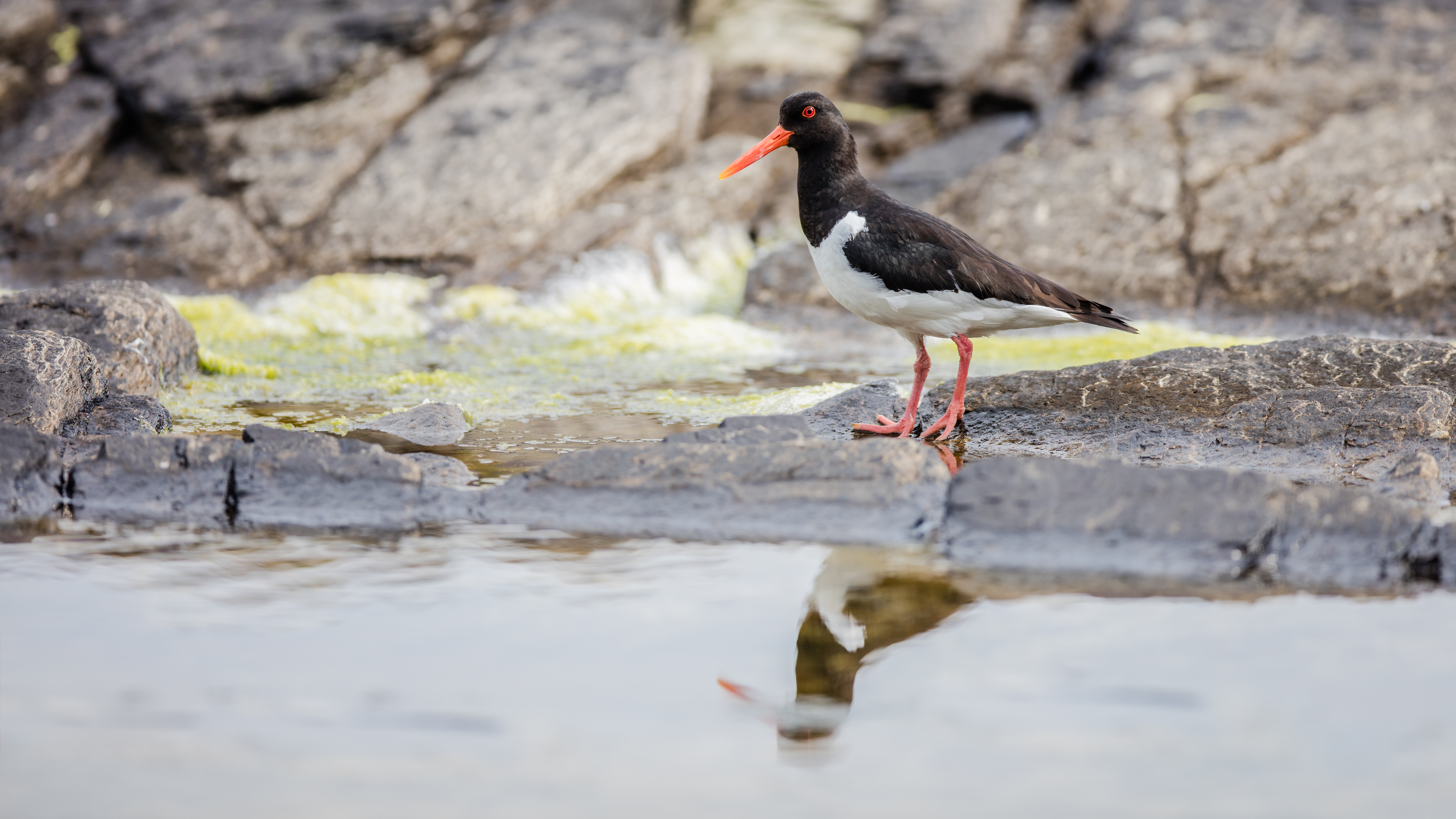 Oystercatcher4