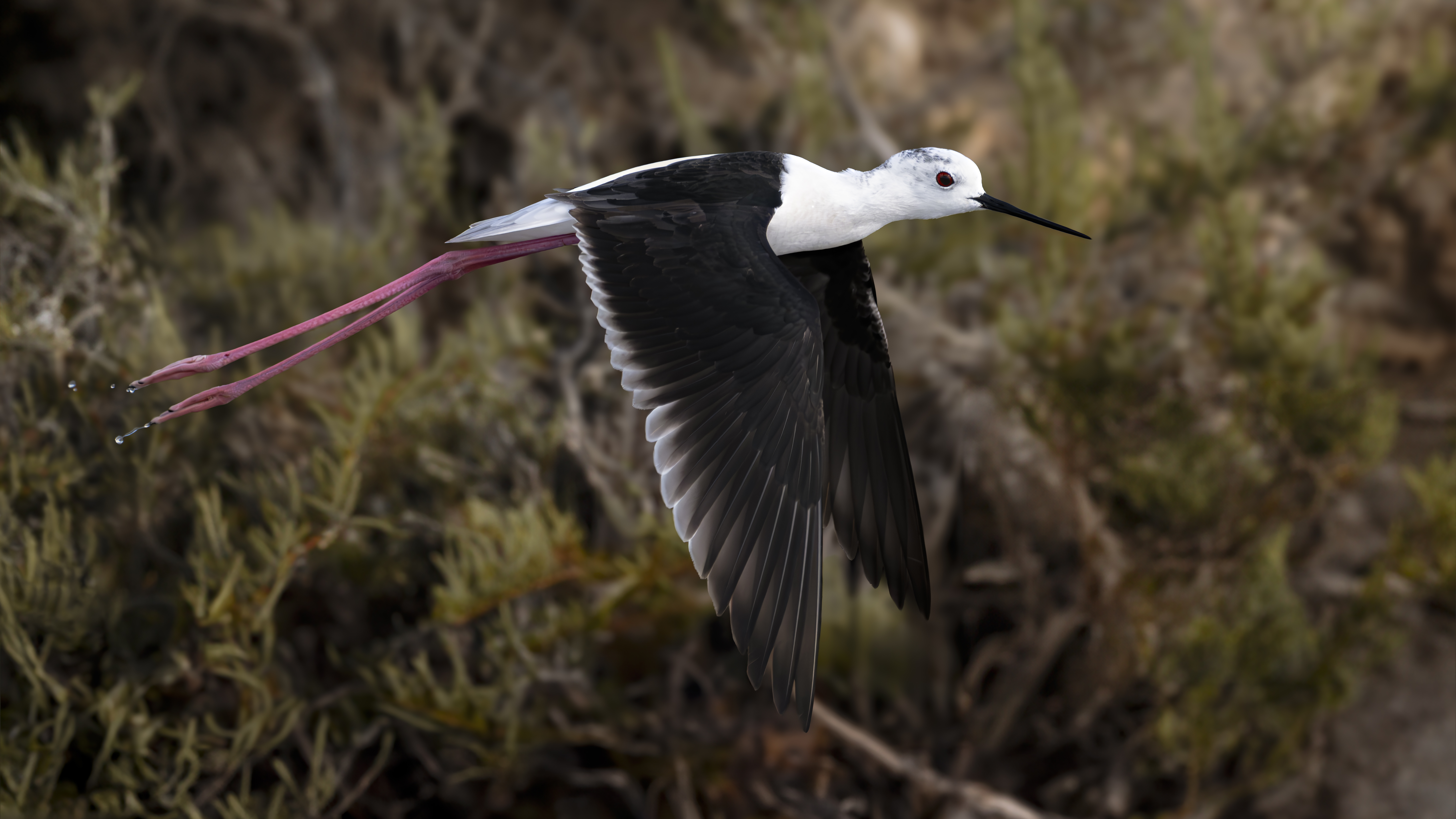 Pied Stilt