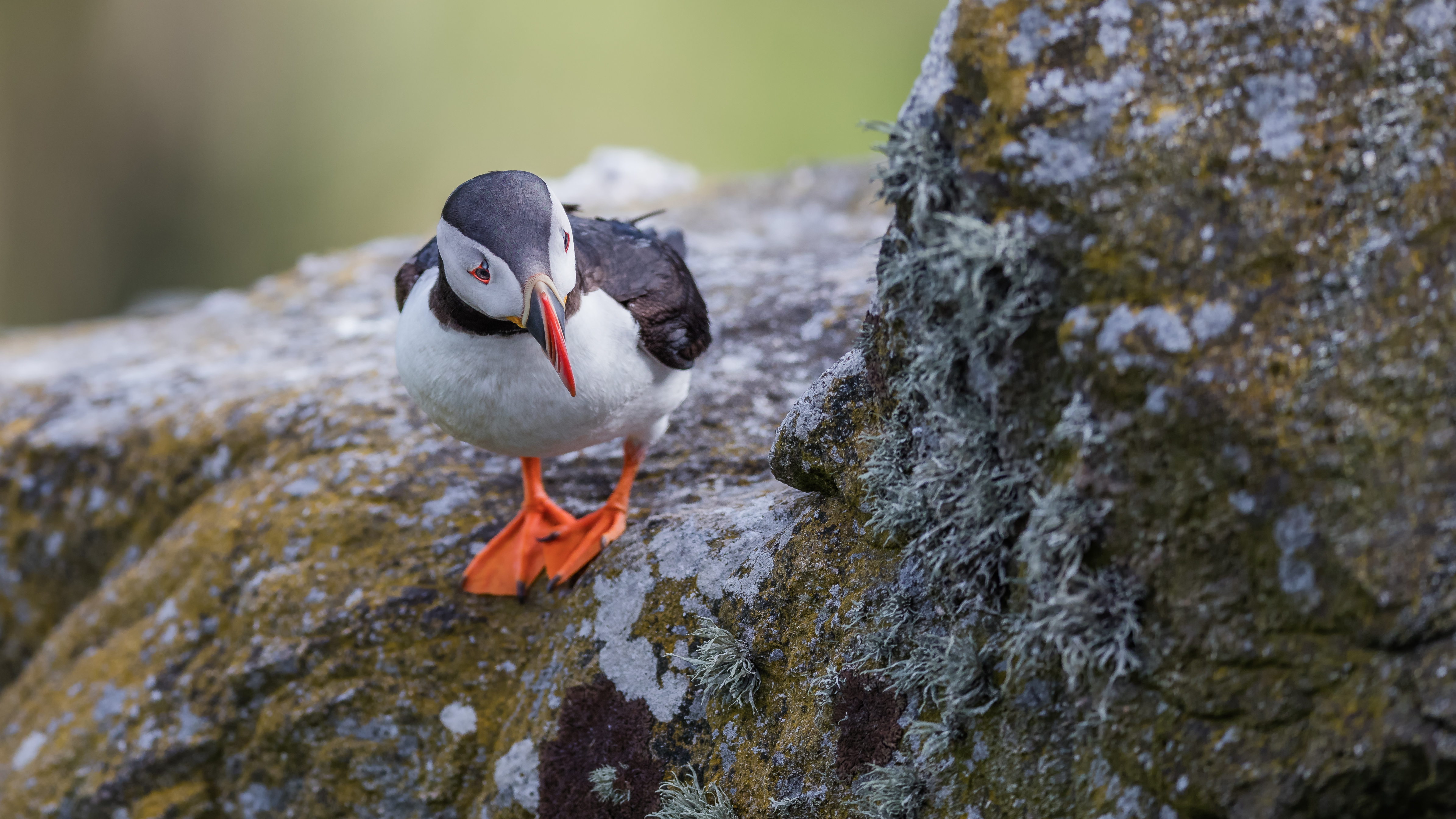 Puffin