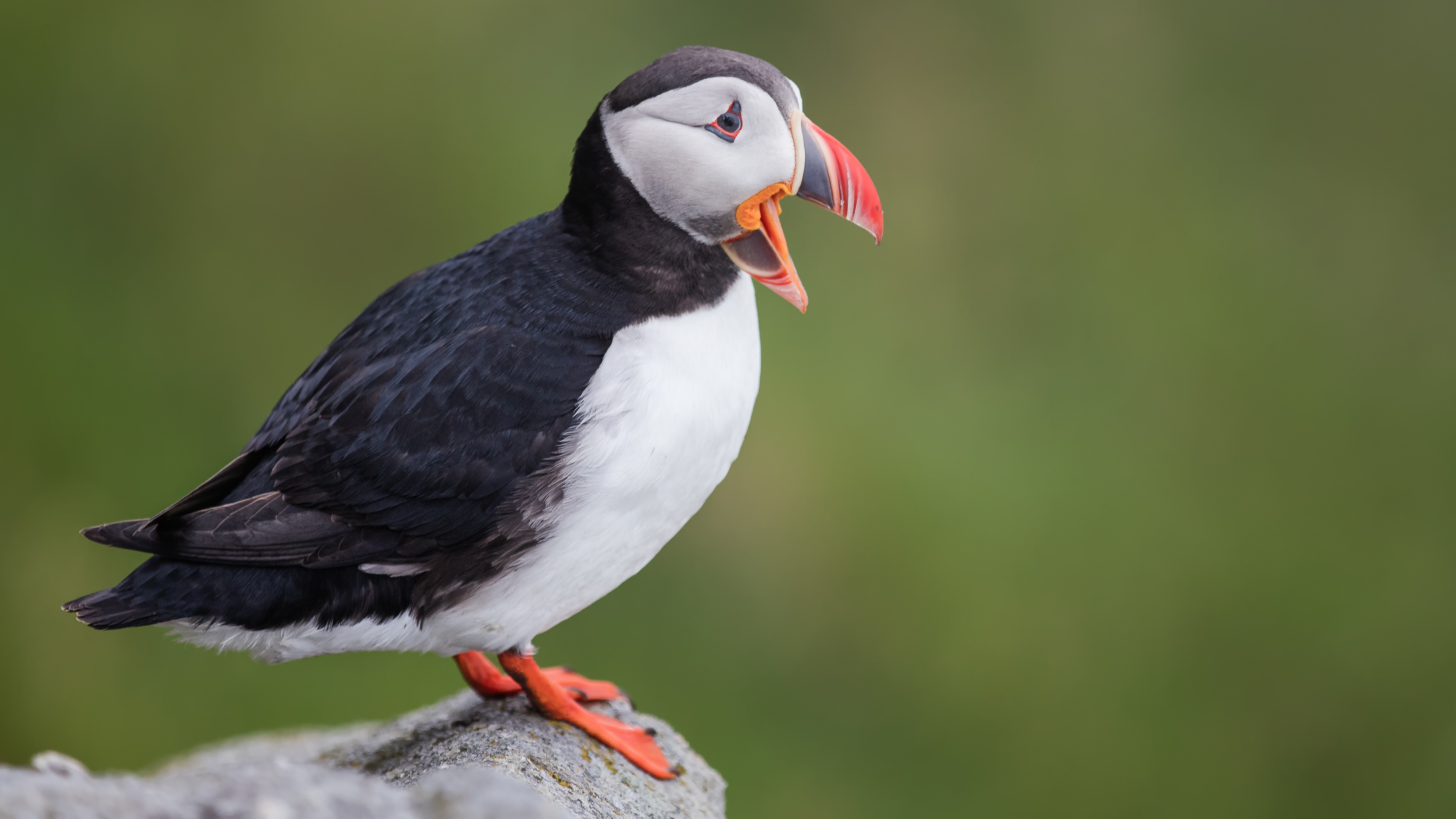 Puffin4