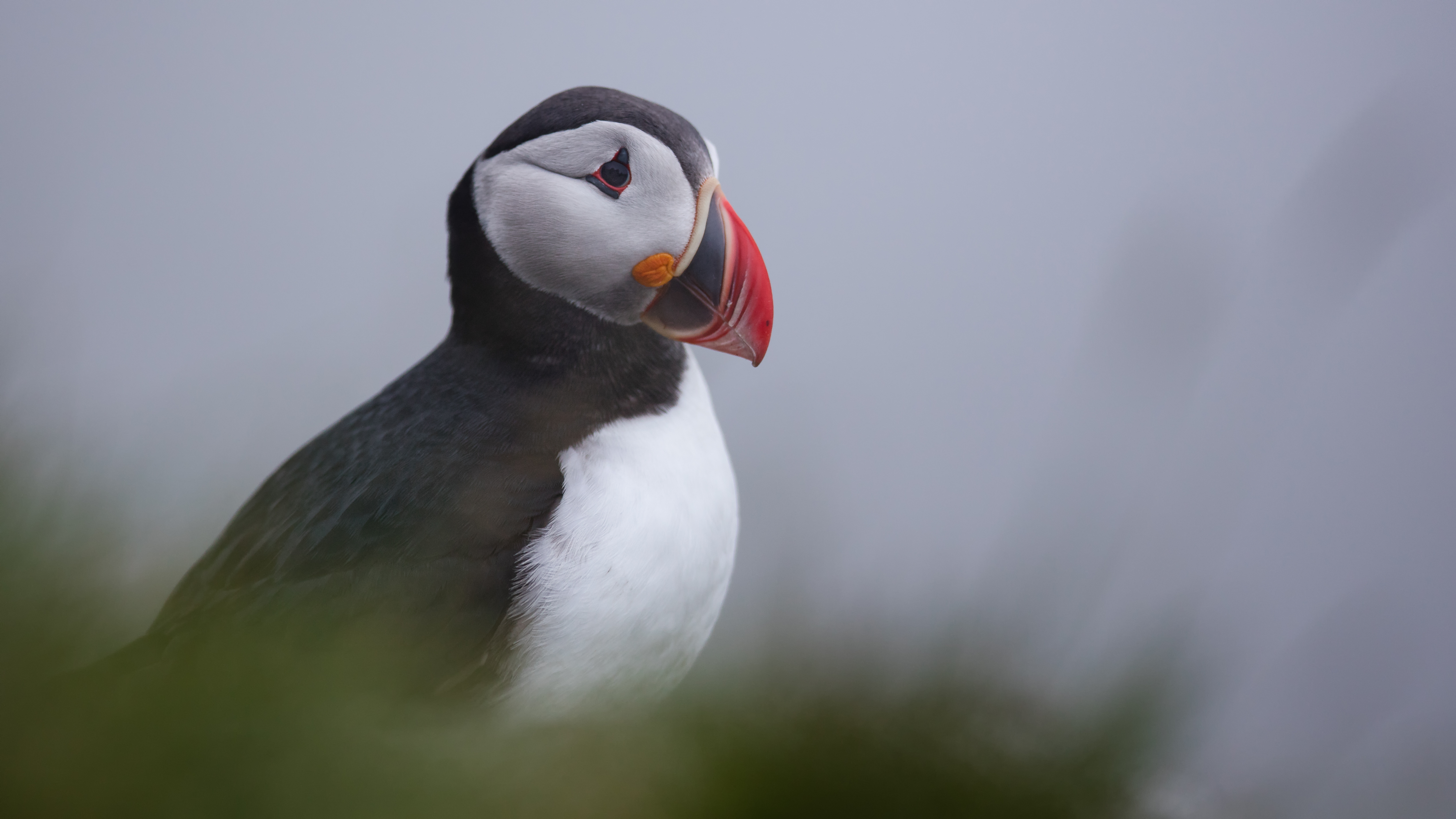 Puffin9