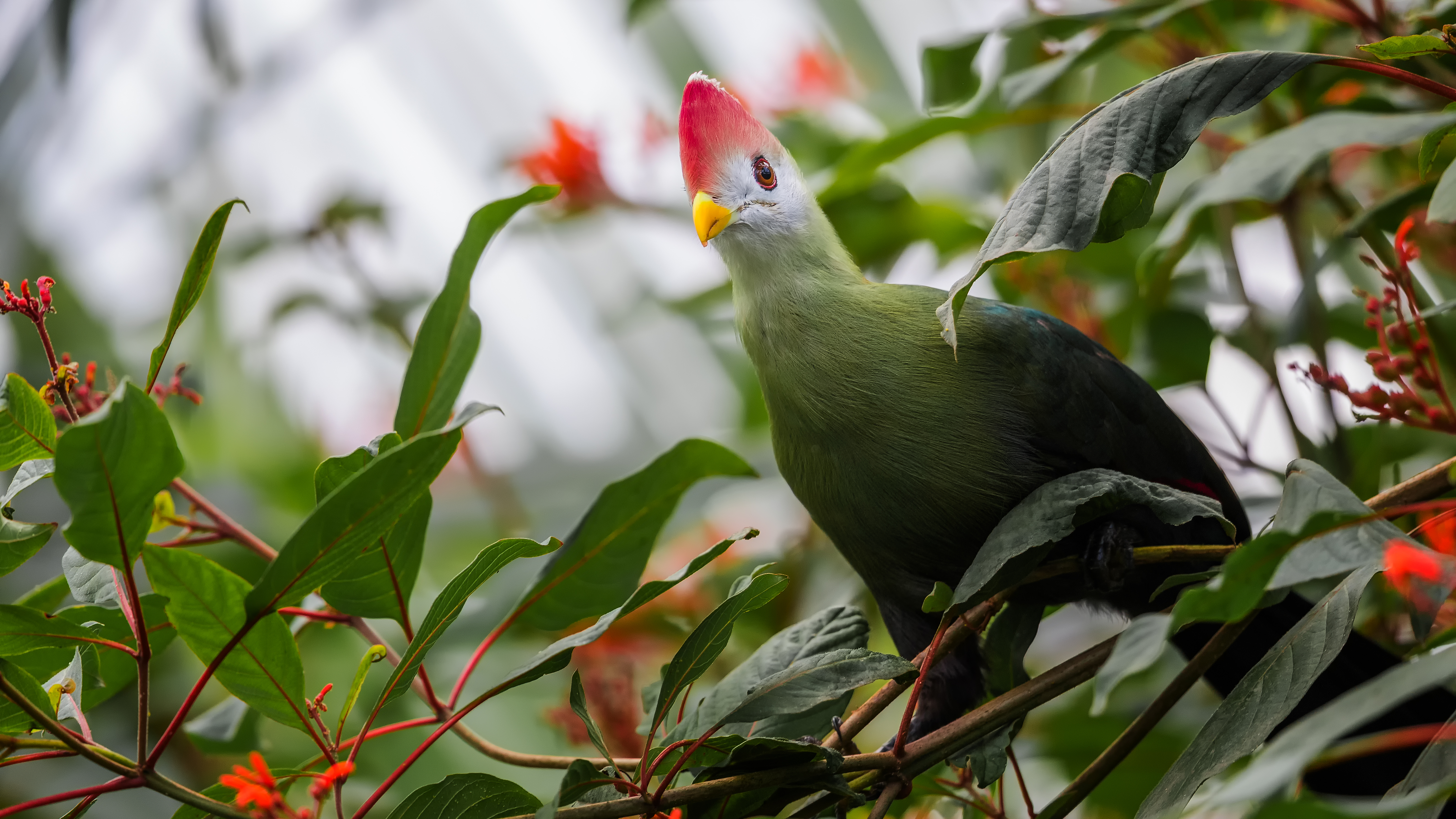 Red Crested Turaco