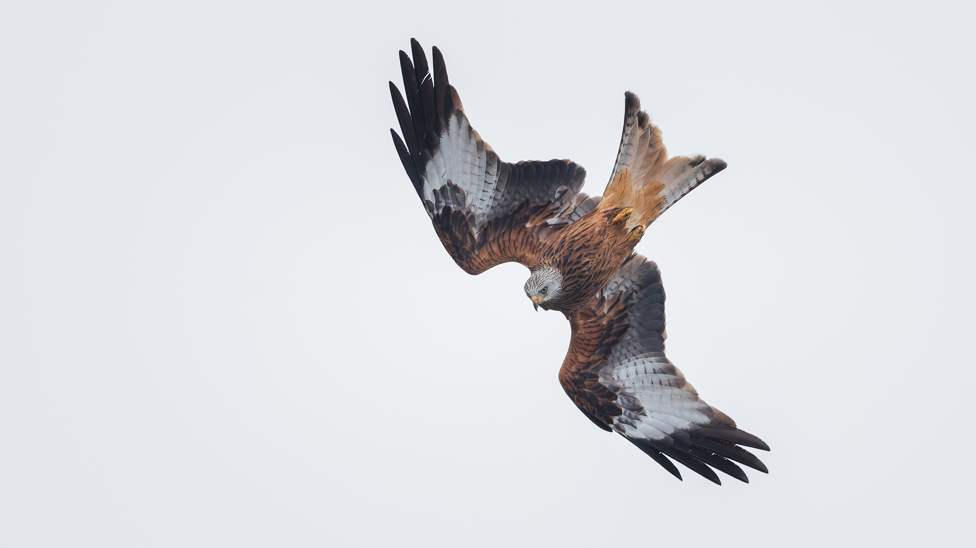 Redkite53