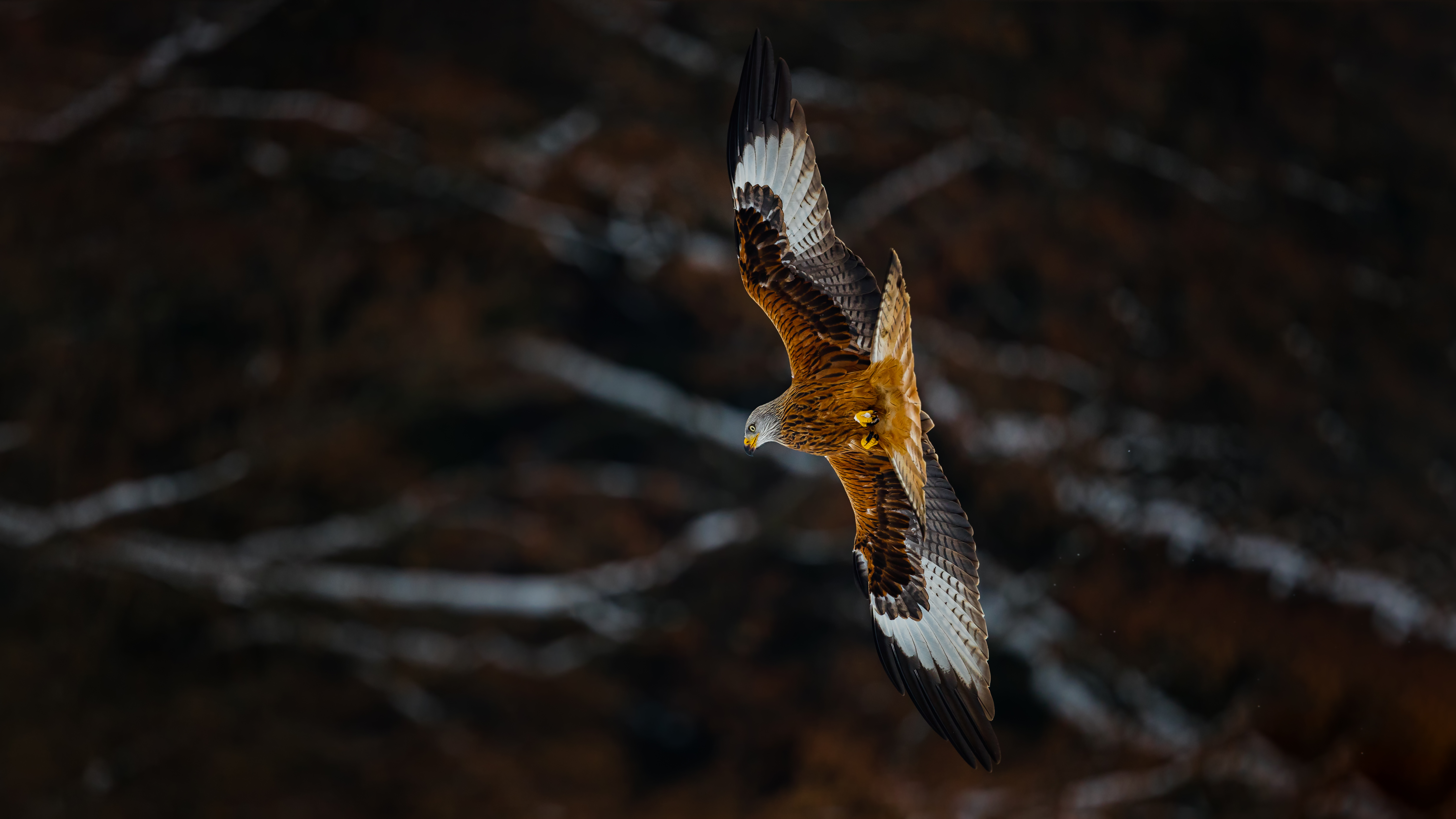 Redkite83