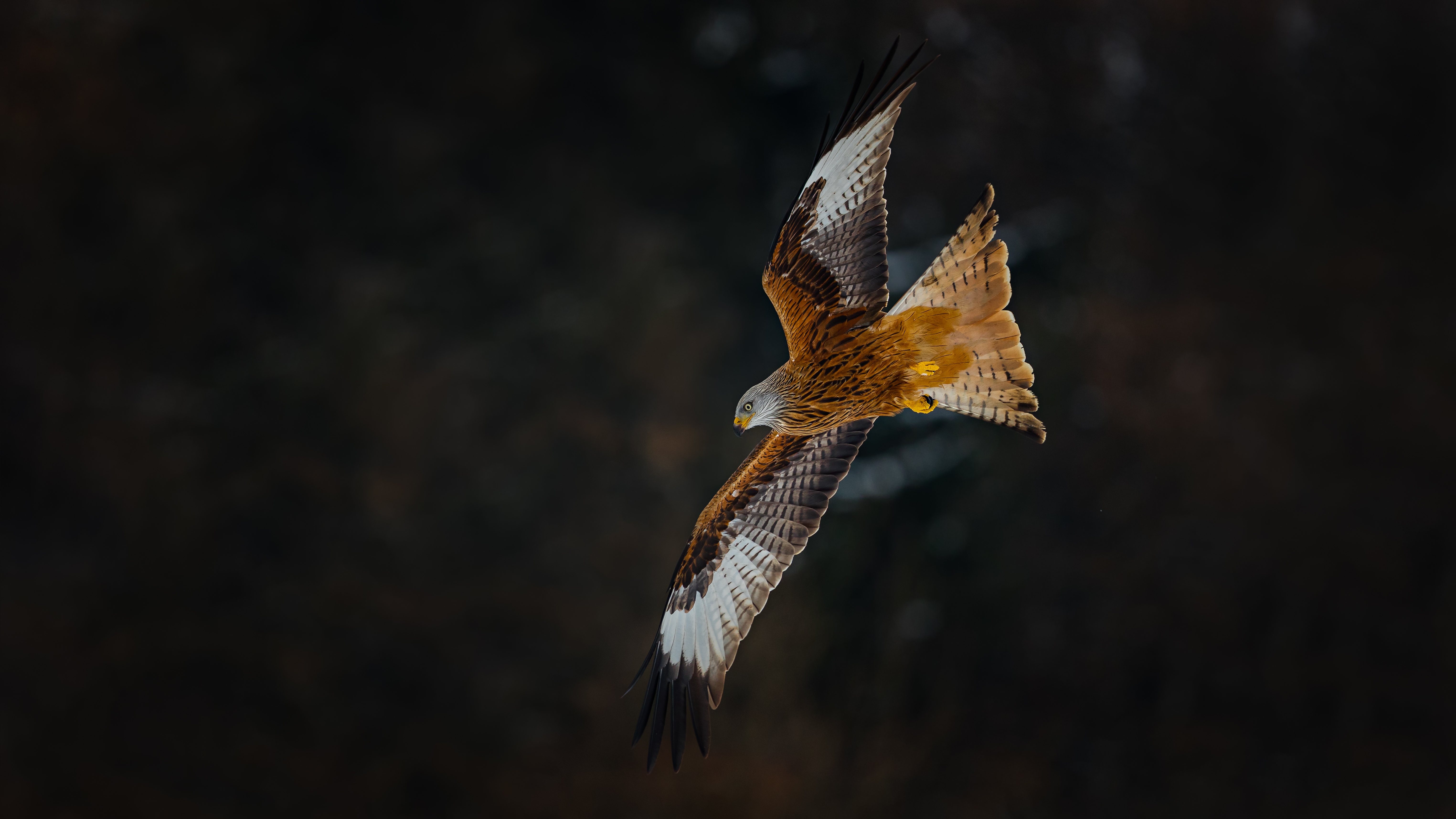 Redkite86