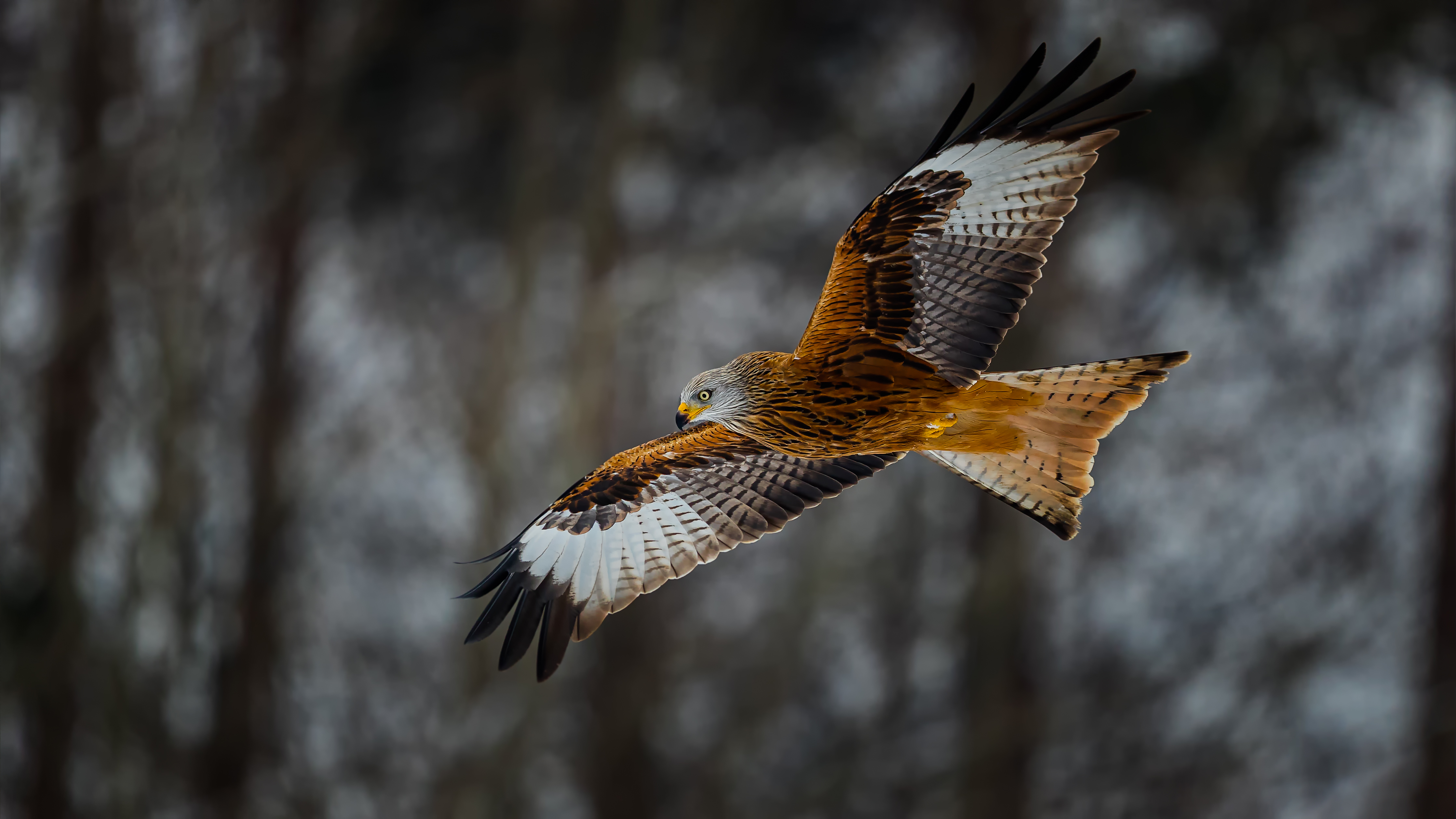 Redkite93