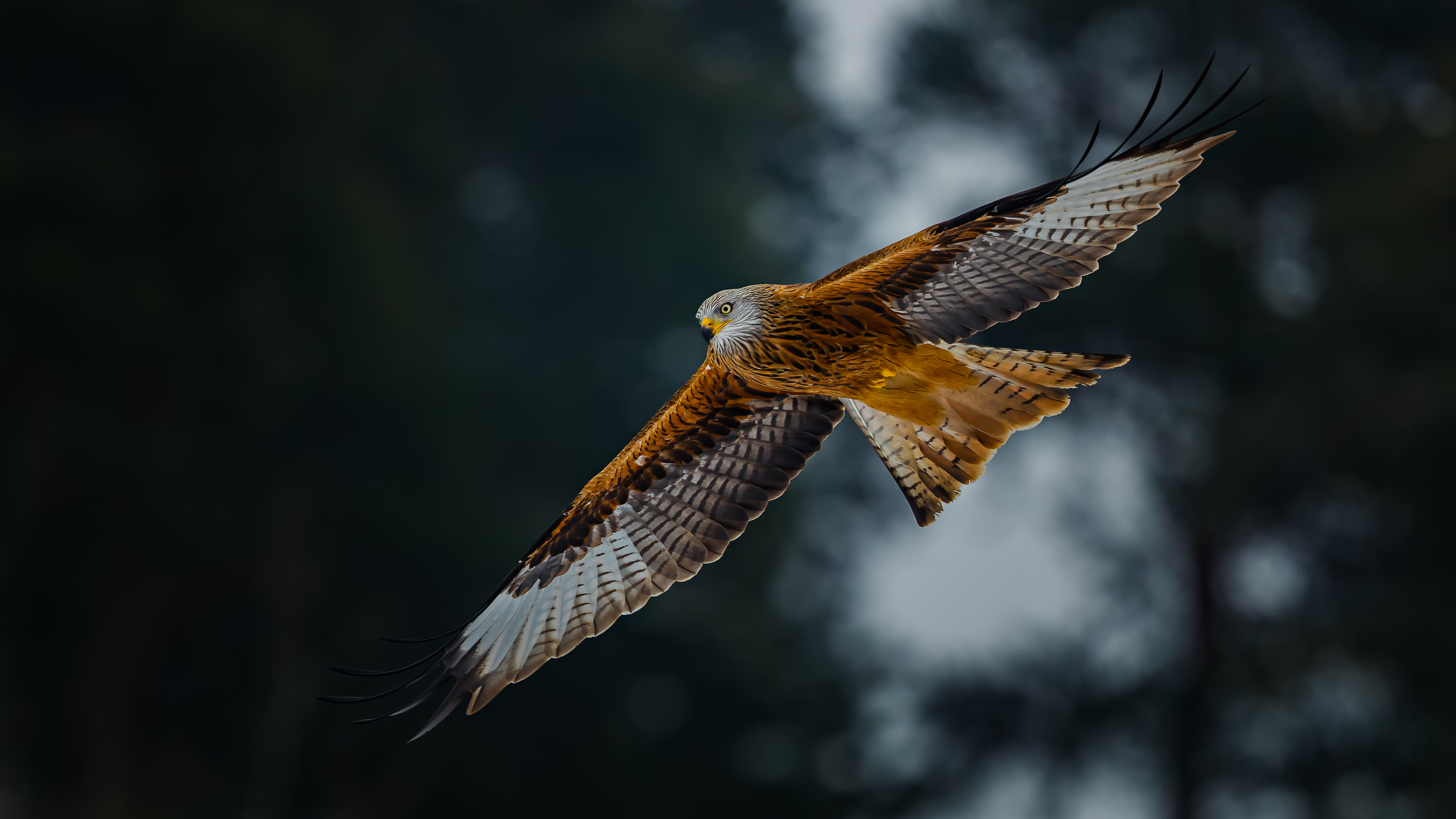 Redkite95
