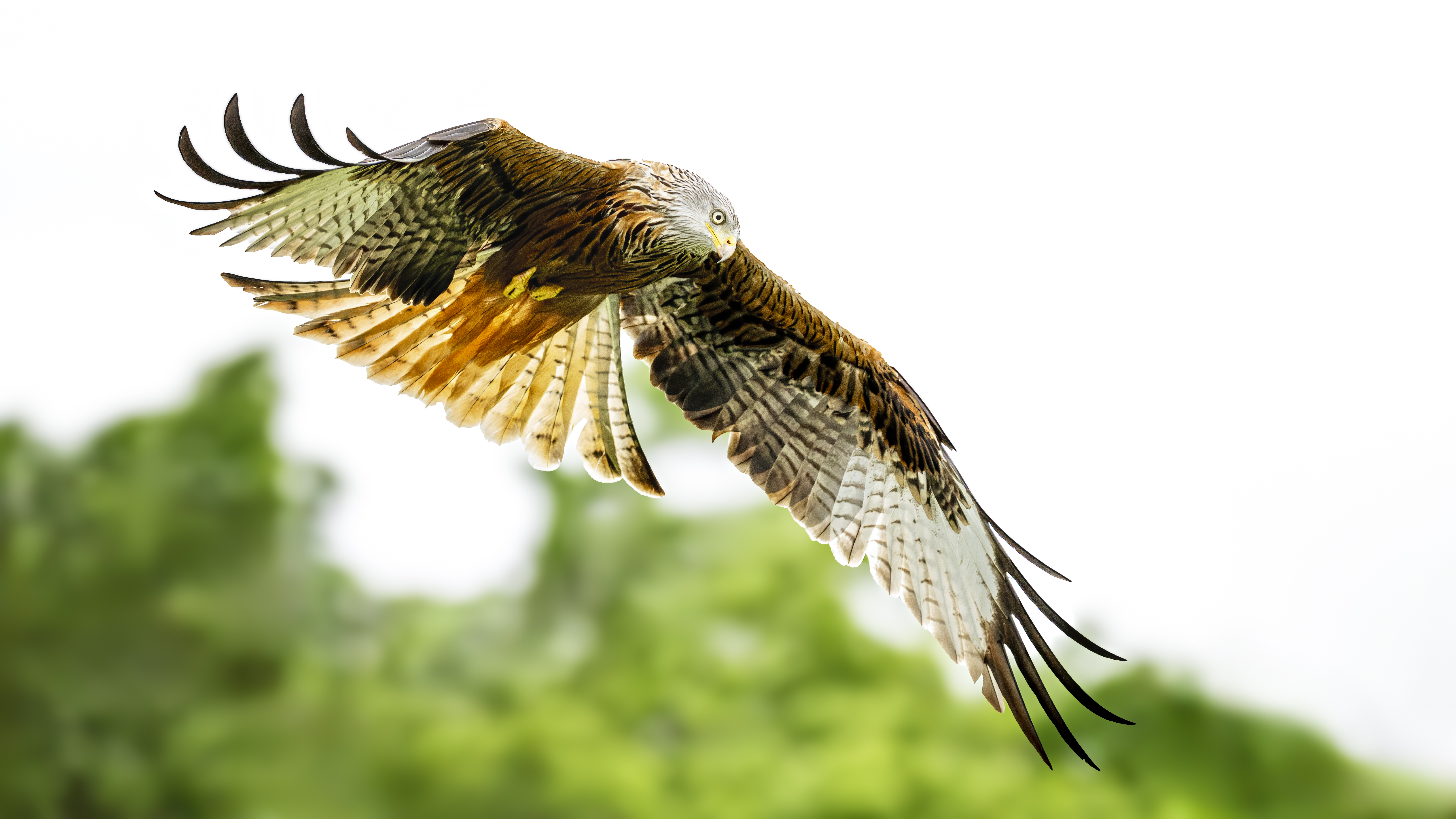 Red Kite