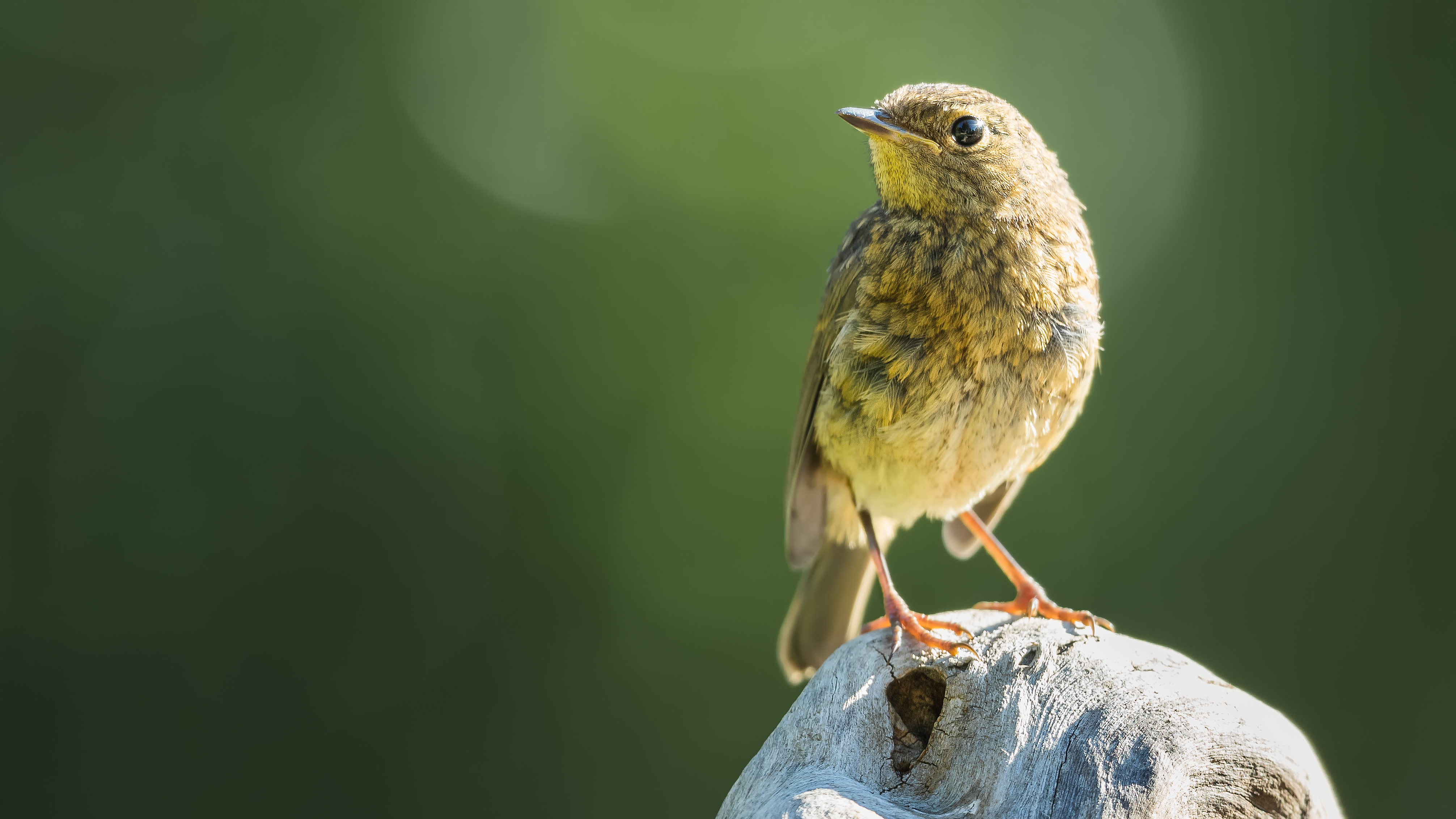 Blackredstart6